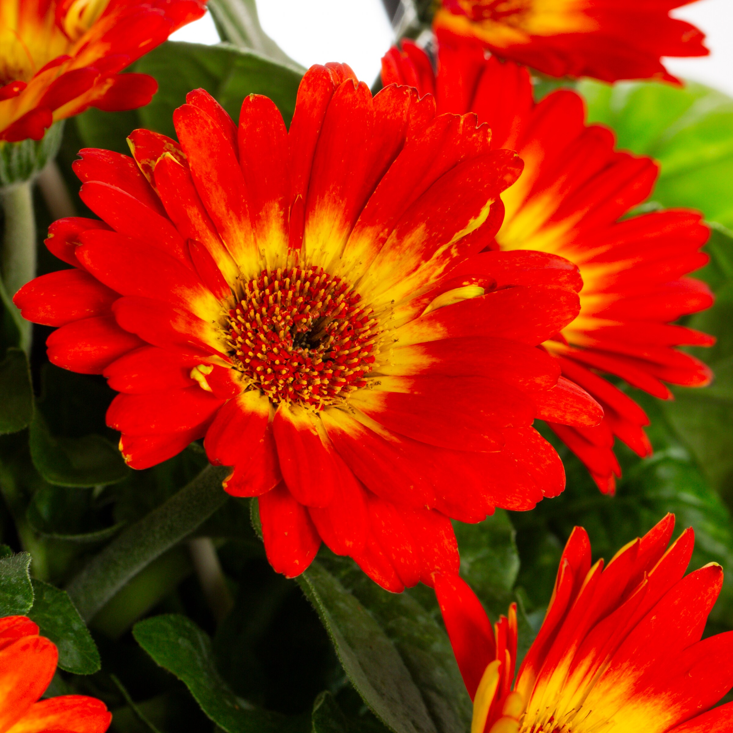 Metrolina Greenhouses Multicolor Gerbera Daisy in 1.5-Gallon Hanging ...