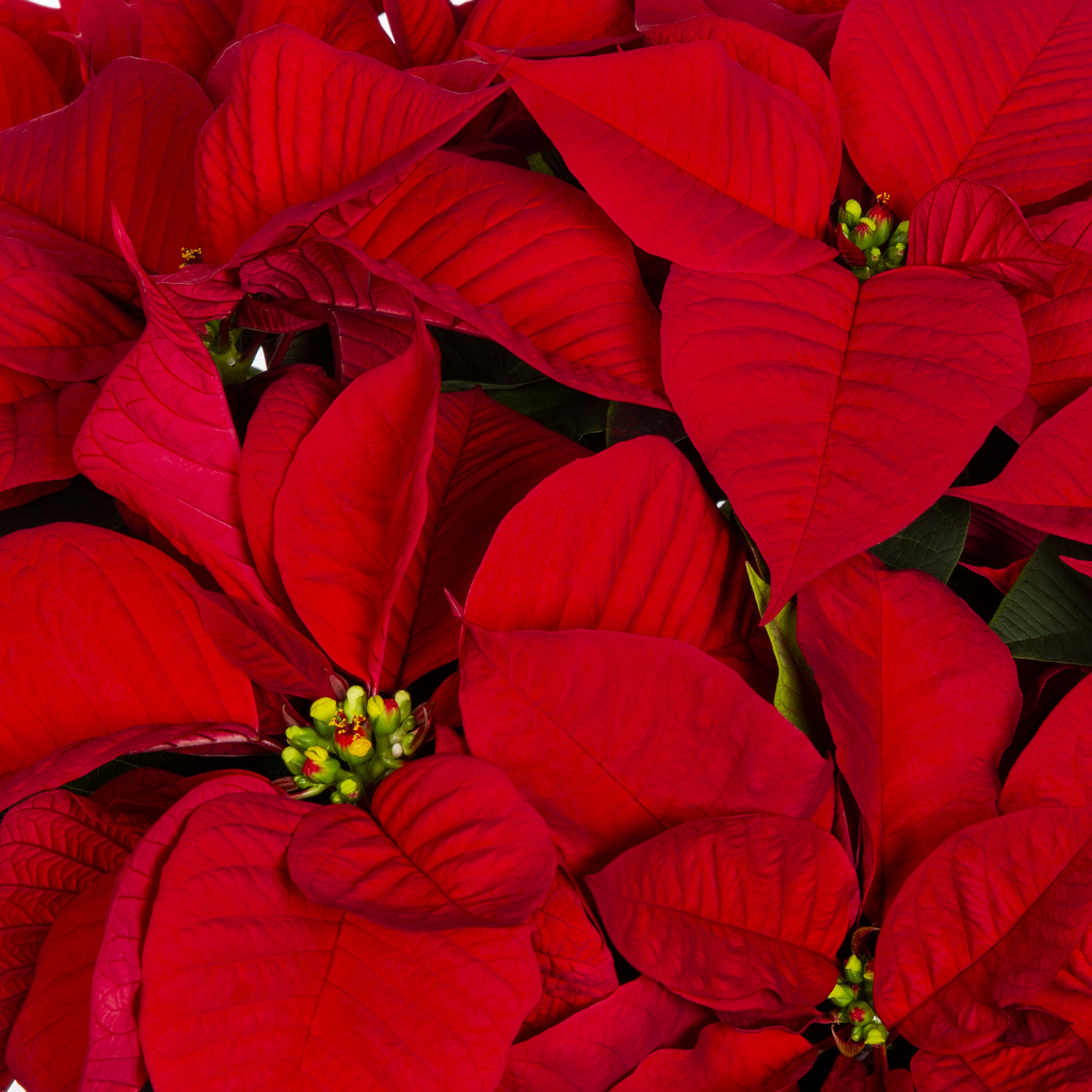 Metrolina Greenhouses 5231 Fresh-Cut-Christmas-Decorations - View #2