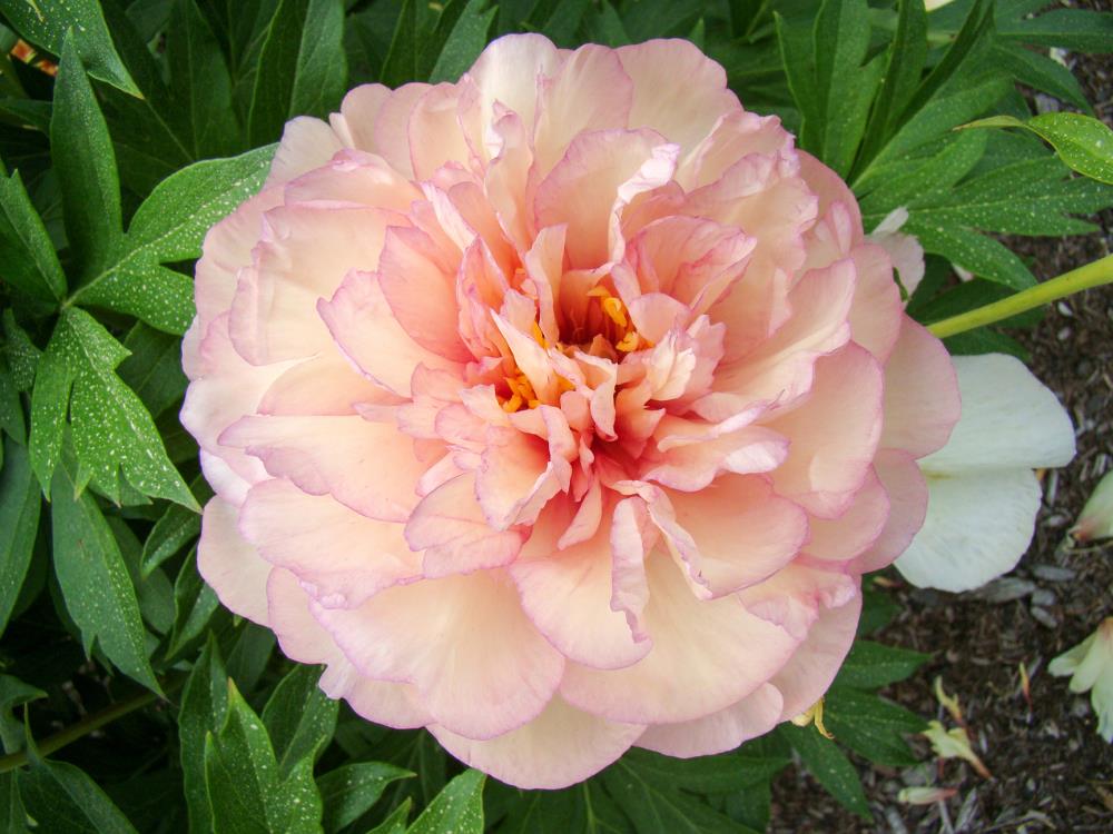 Bloomsz Peonia in 1-Pack Bareroot in the Perennials department at 