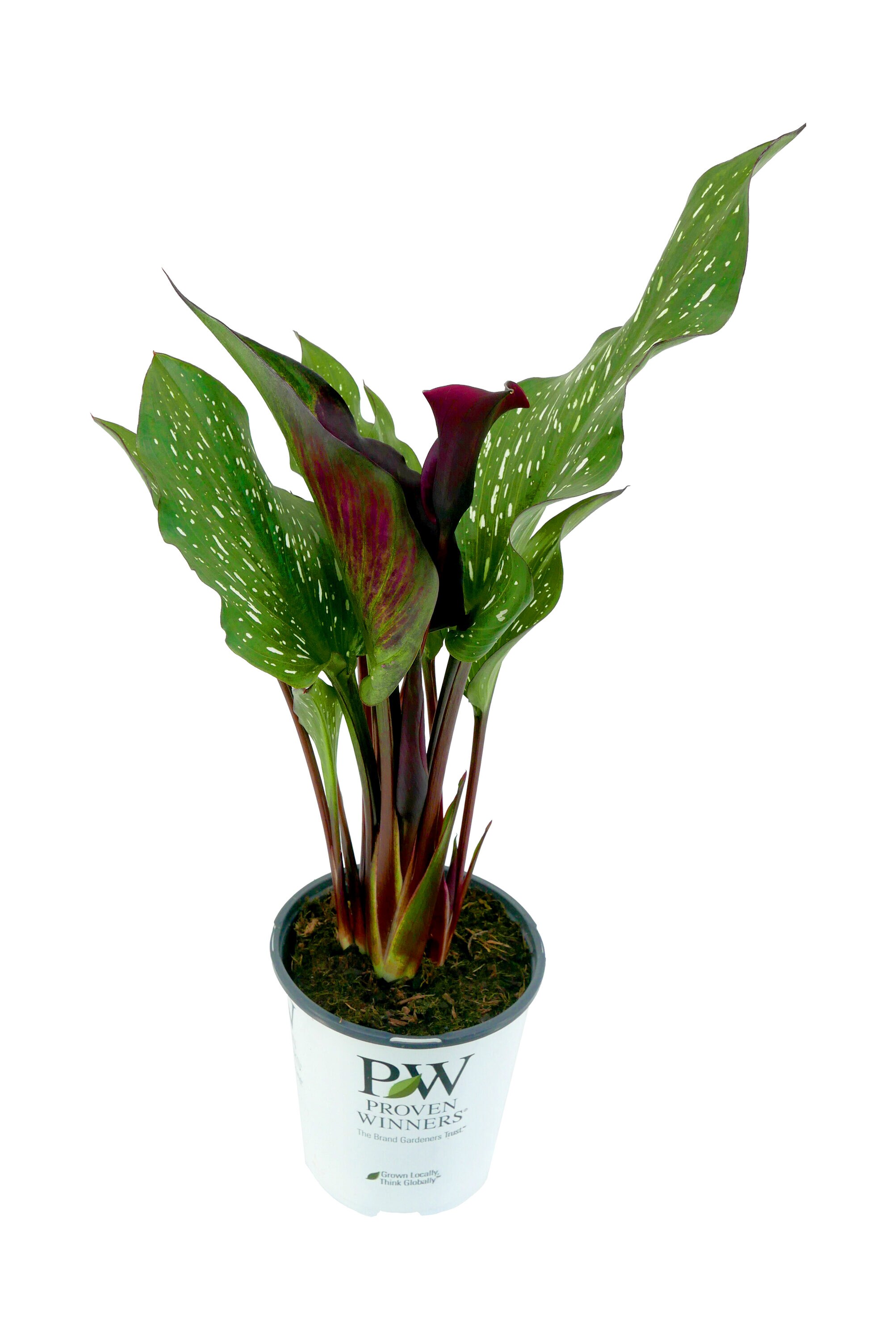  2636 perennials - View #2