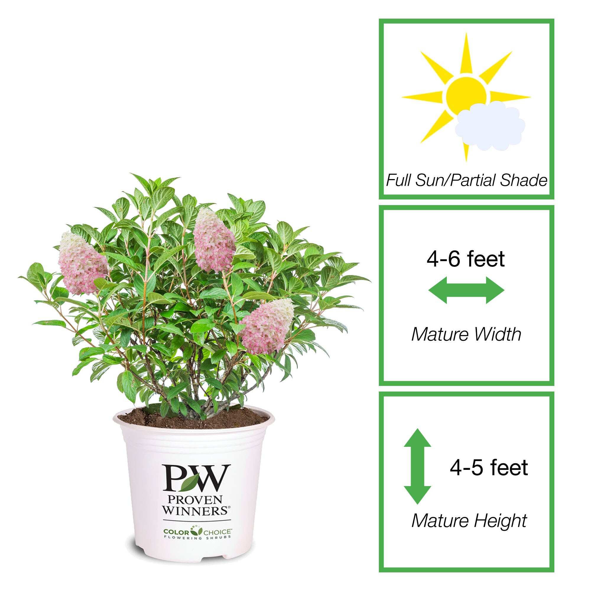 Perfect Plants LOLIMELIGHTPRIME1G shrubs - View #5