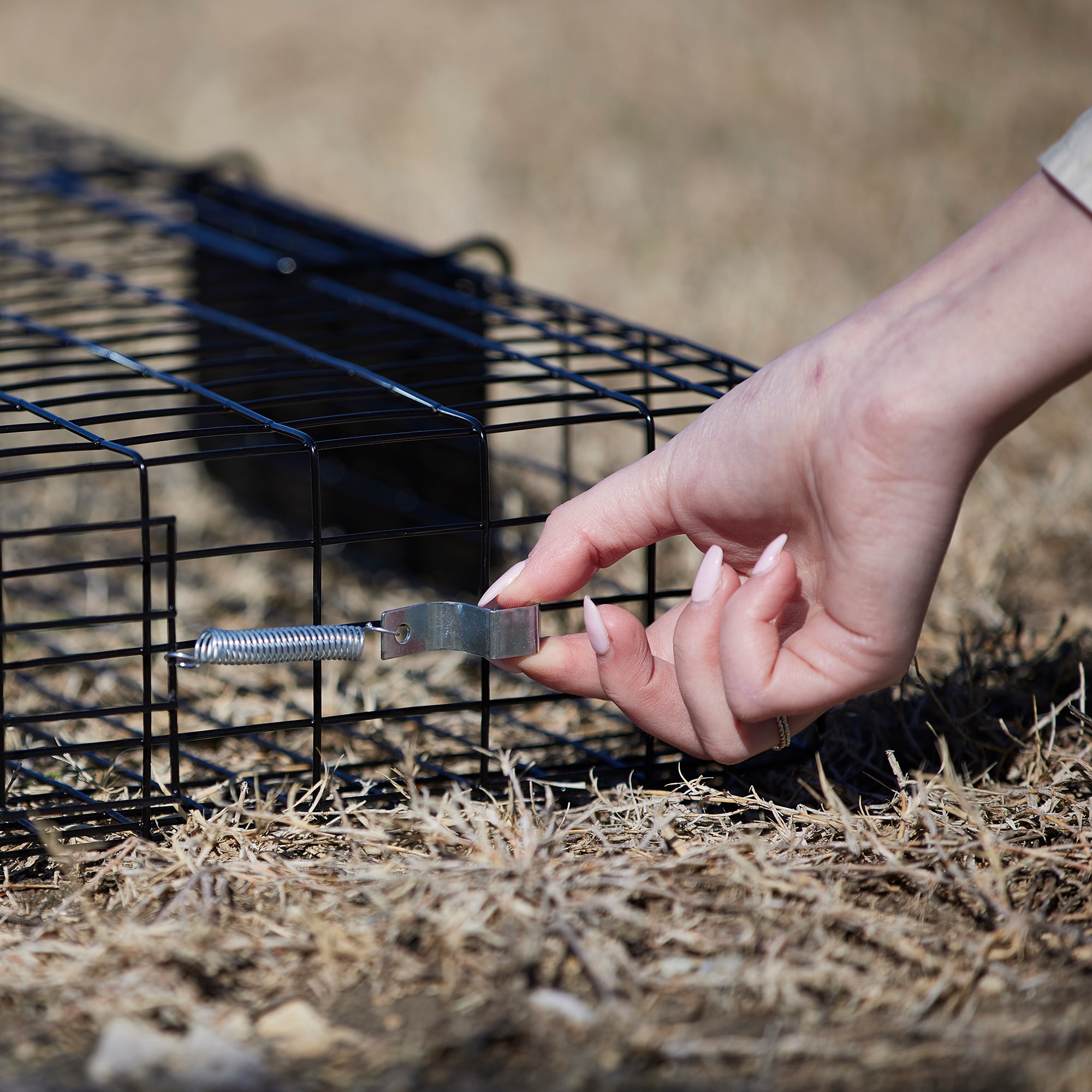 Rugged Ranch Sqrto Squirrelinator Live Chipmunk Squirrel Metal Wire 2 Door  Trap Cage (trap Only), Black (2 Pack) : Target