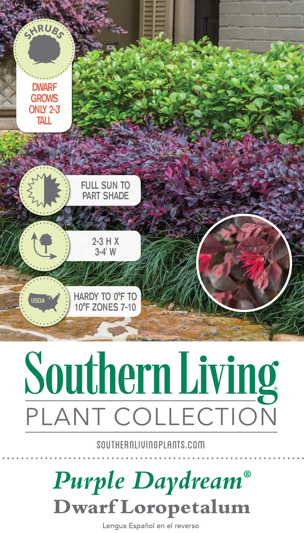 Southern Living Plant Collection 4199Q-1 shrubs - View #3