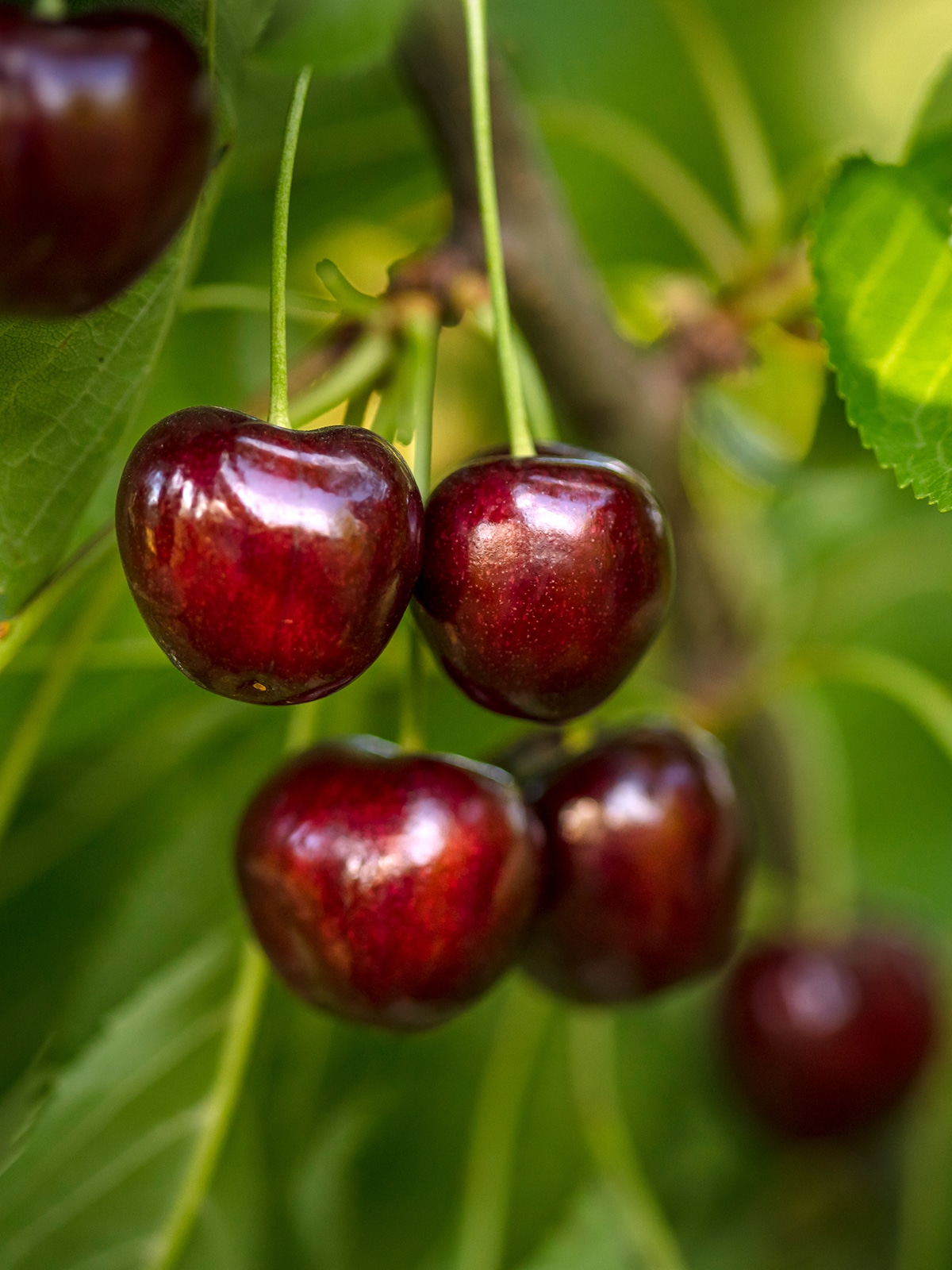 Southern Planters CHENOR03G 3 -Gallon White Fruit North Star Cherry In pot (with soil)