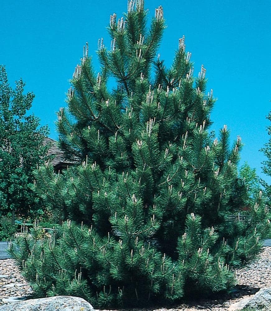 african pine tree