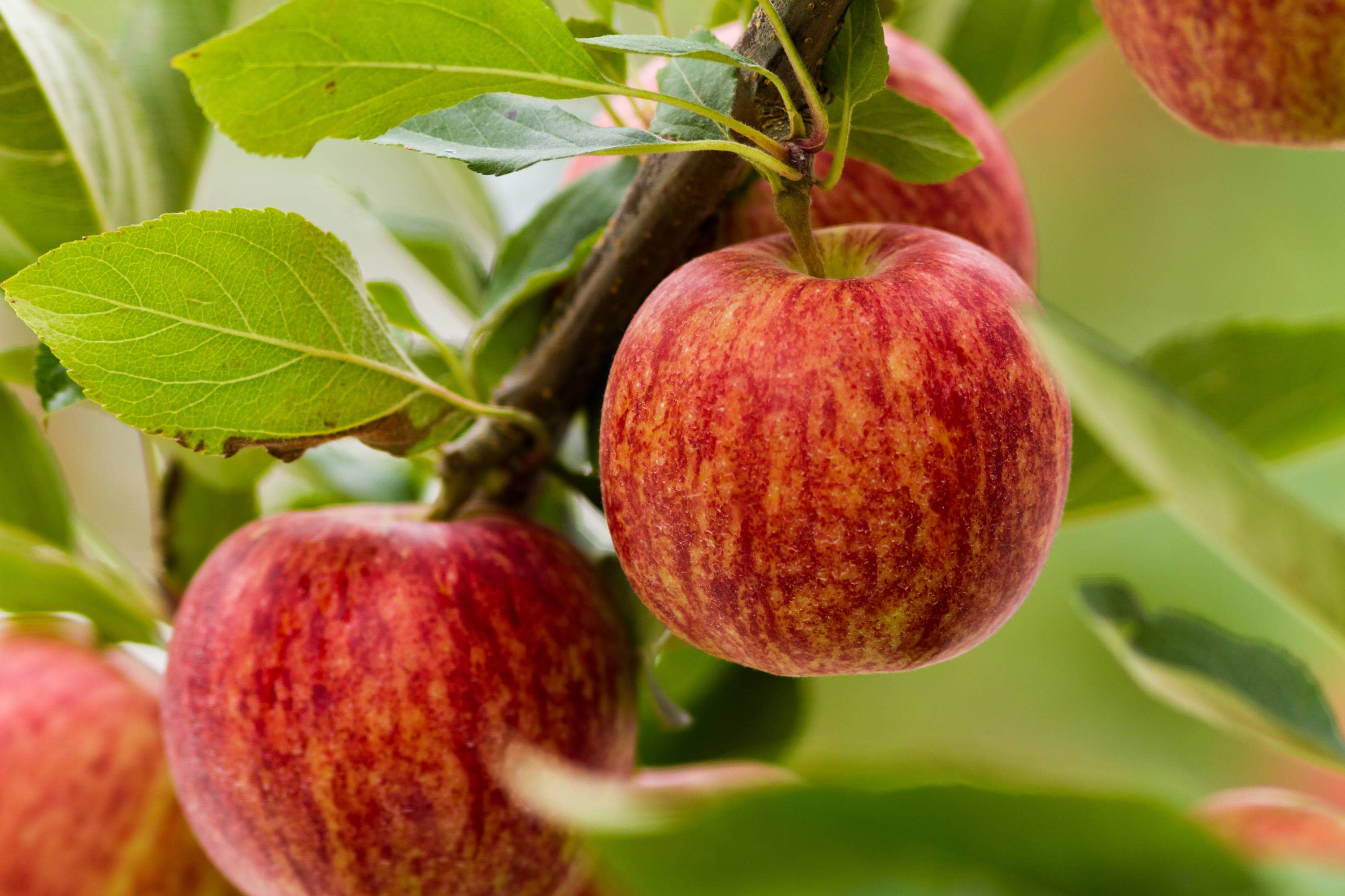 Honeycrisp Apple Tree - Ison's Nursery & Vineyard