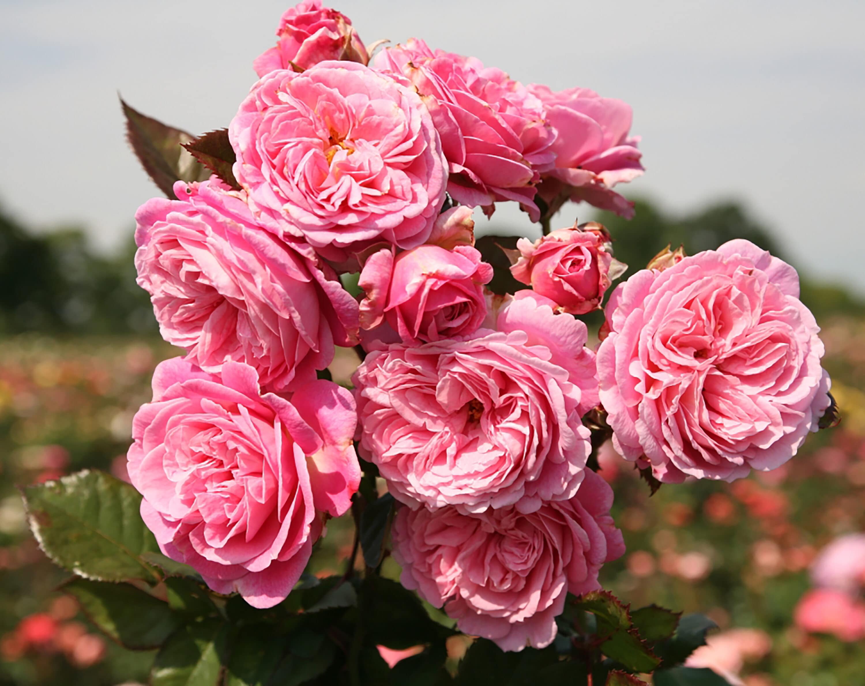 National Plant Network LW1430 roses - View #2