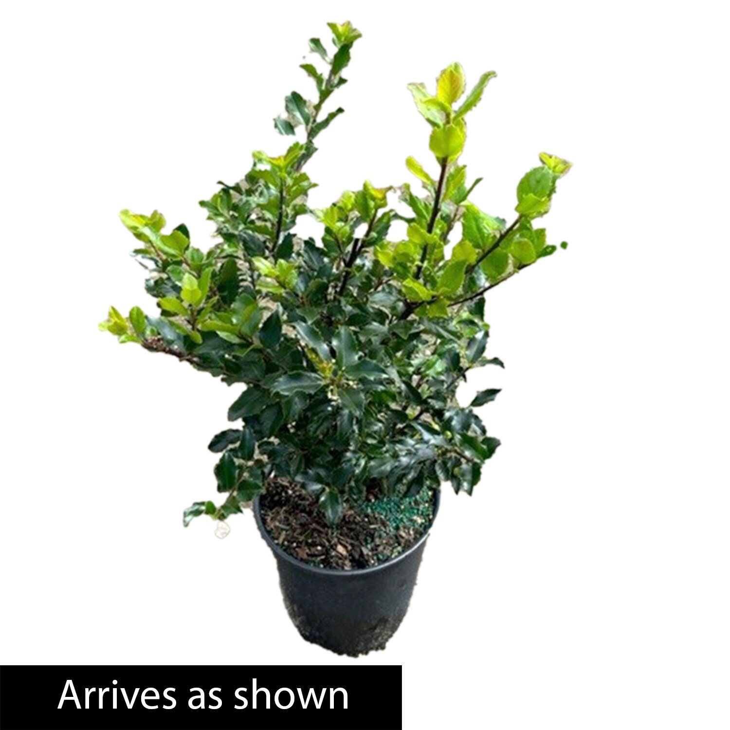 Spring Hill Nurseries 89625 shrubs - View #3