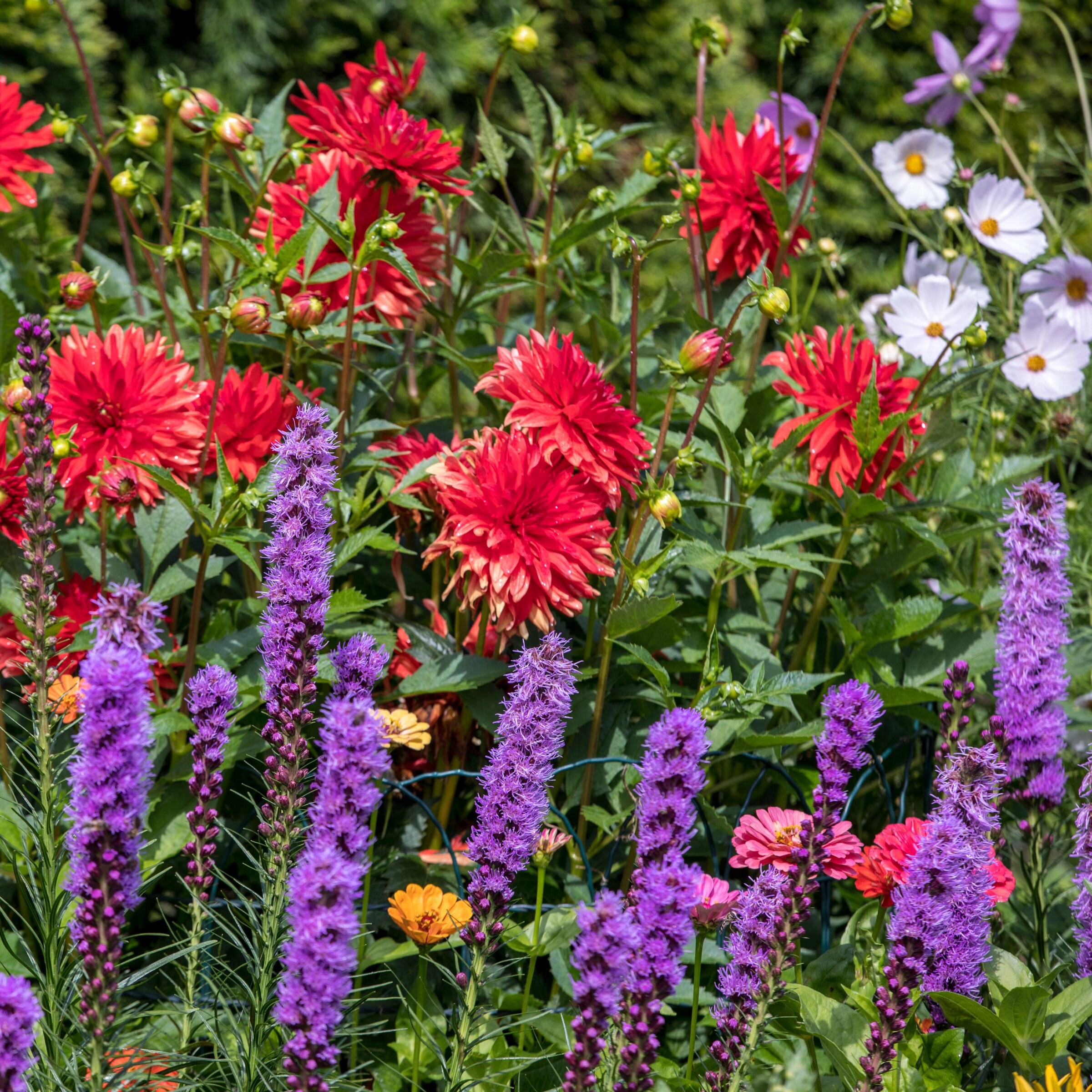 National Plant Network LW1904 perennials - View #8