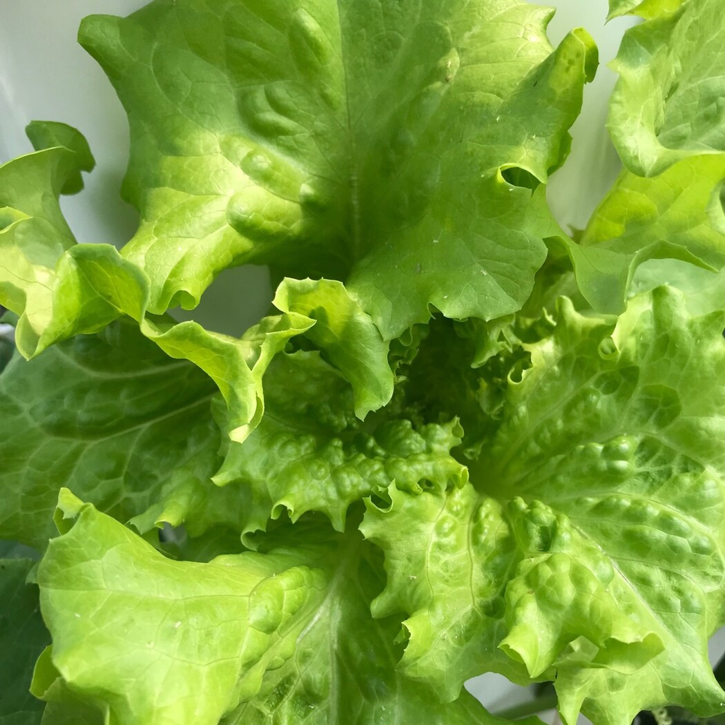 Lettuce Grow 12Pack Muir Leaf Lettuce Plants for Hydroponic Systems Fast Growing, Full Sun