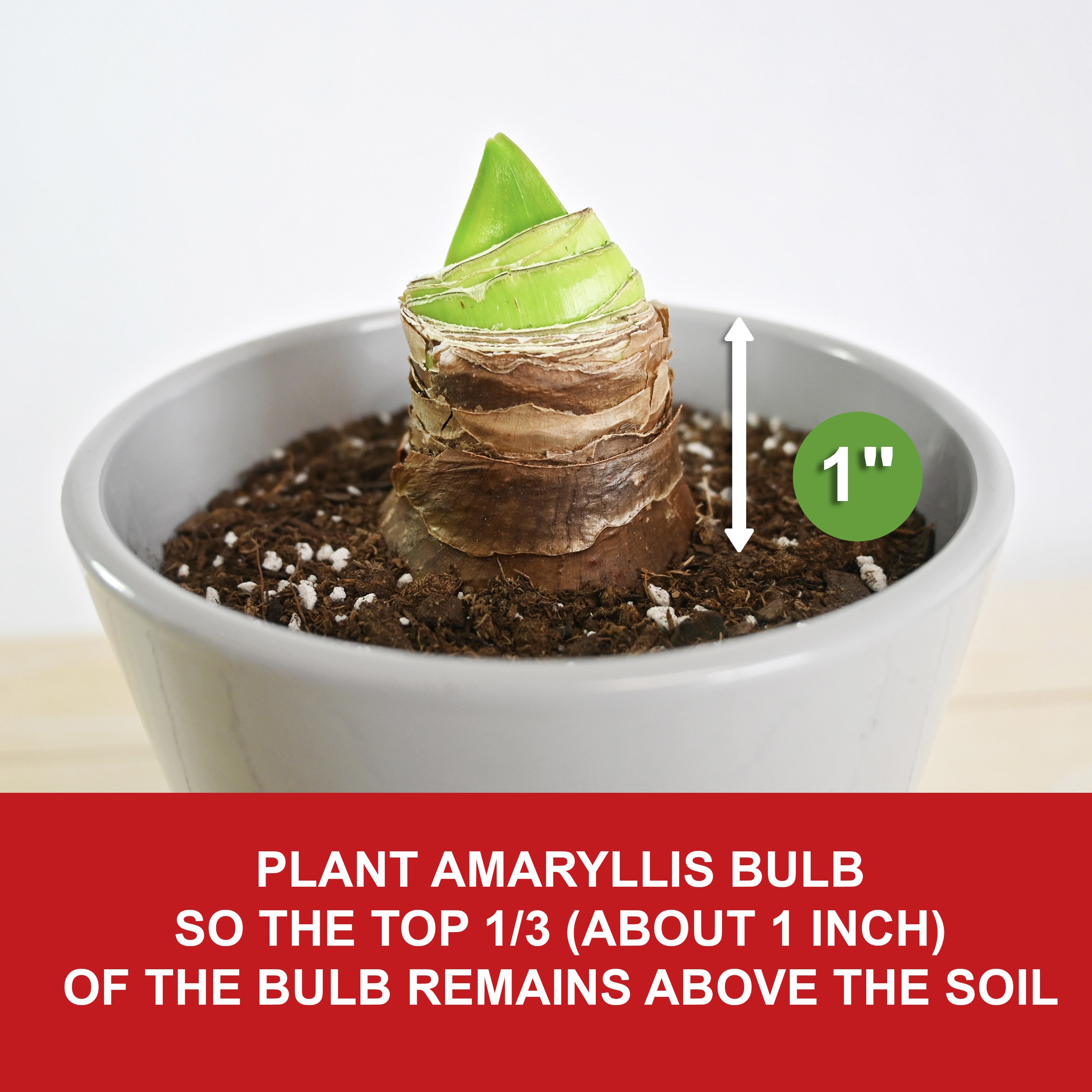 Garden State Bulb ECH-04-06-02 Plant-Bulbs - View #4