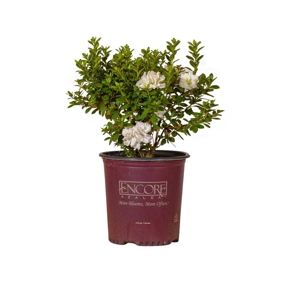 Encore Azalea 80652-1 Autumn Moonlight Azalea Flowering Shrub in 2 -Gallon Pot 1 -Pack with White Blooms
