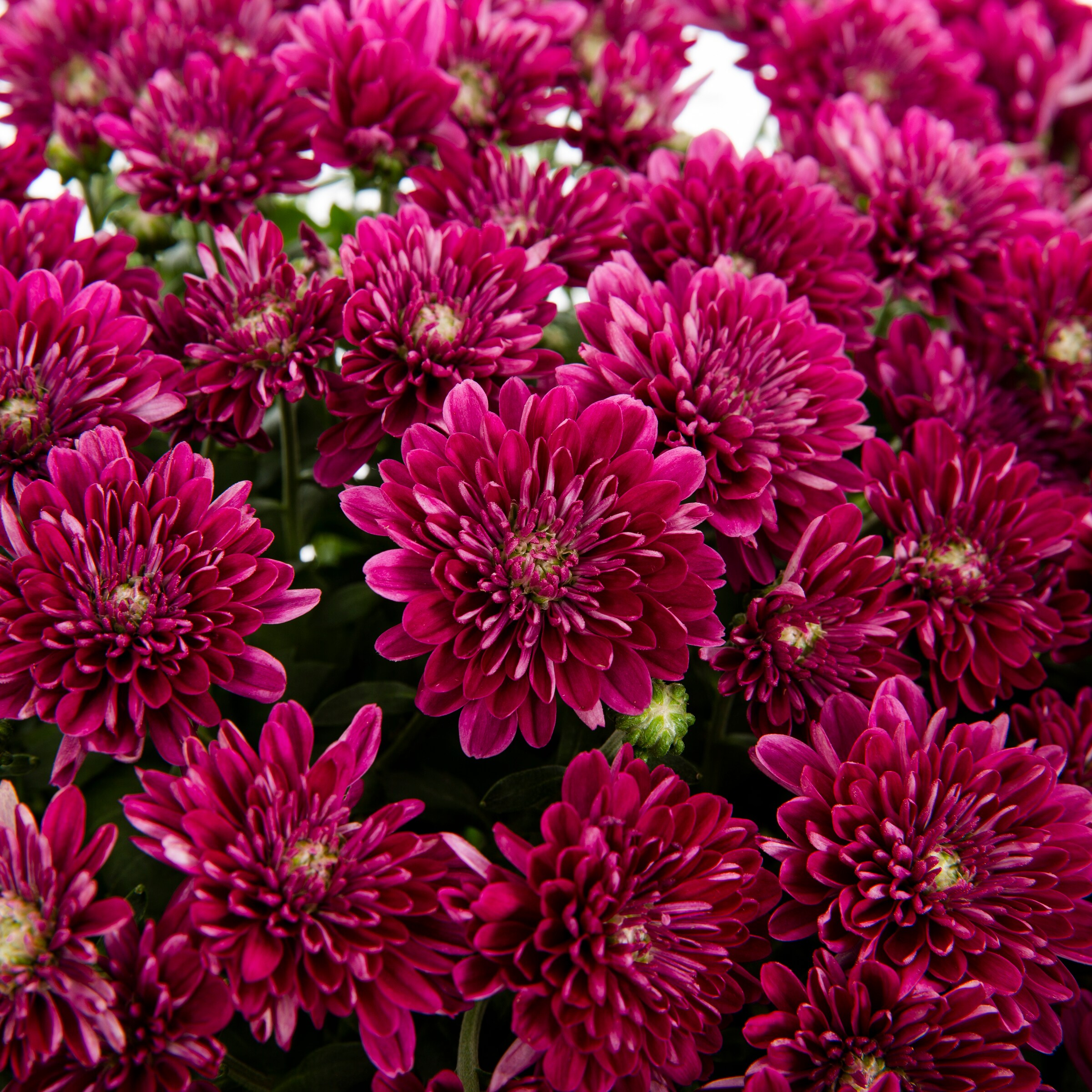 Metrolina Greenhouses 5204 annuals - View #3