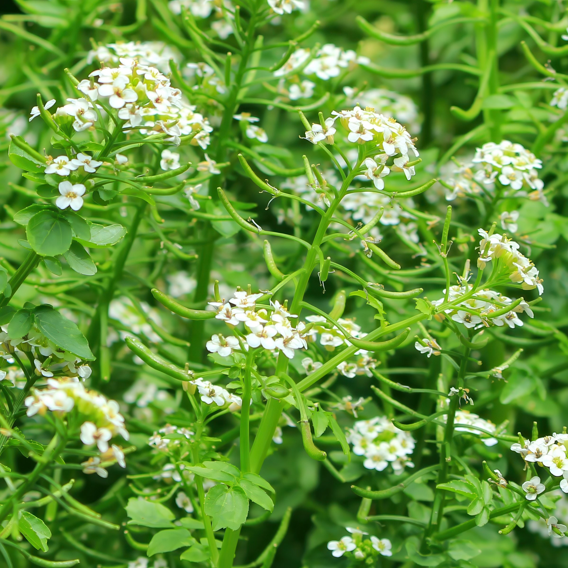 National Plant Network LW2256 Vegetable-Plants - View #6
