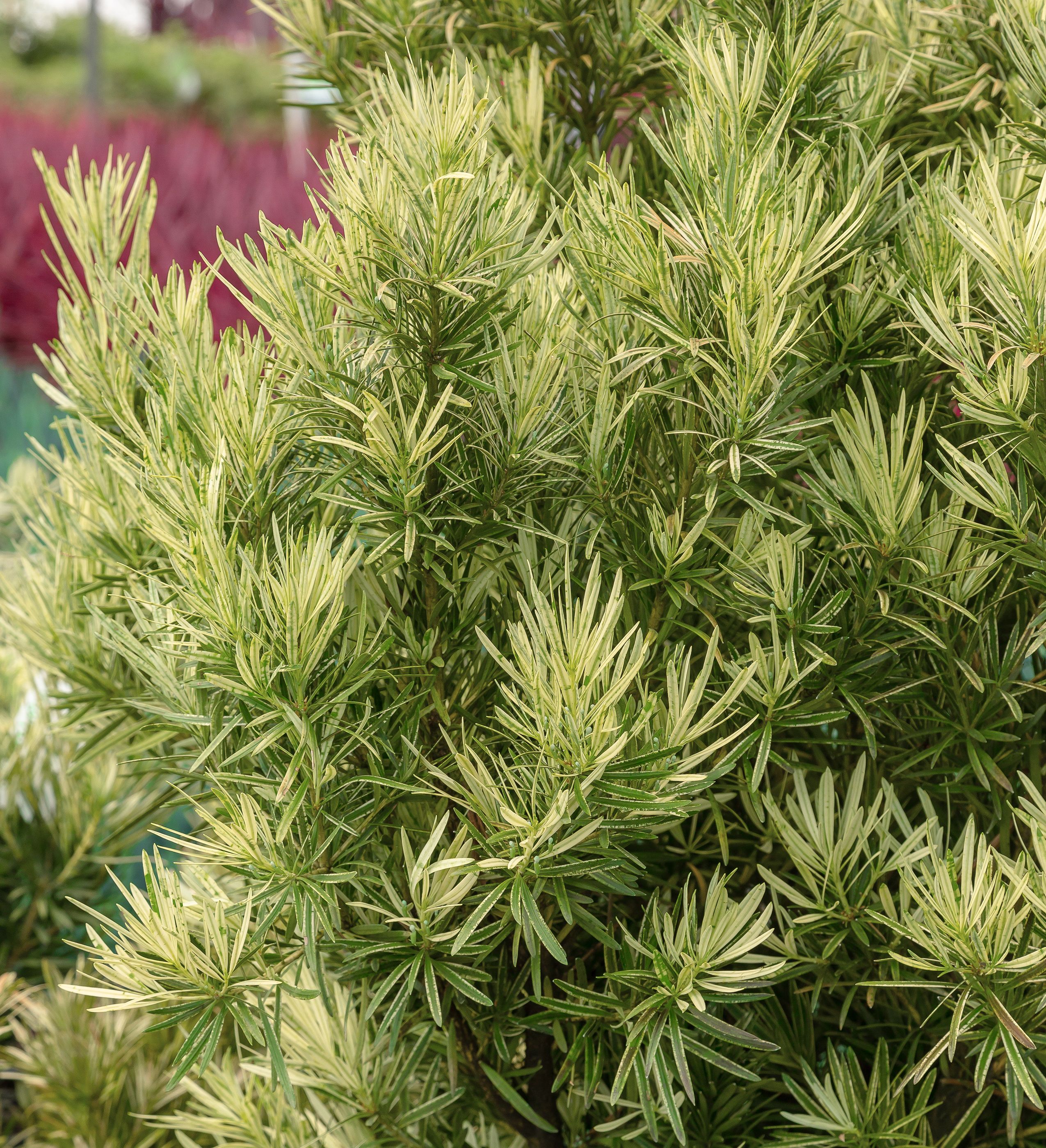 Southern Living Plant Collection 48422-1 shrubs - View #5