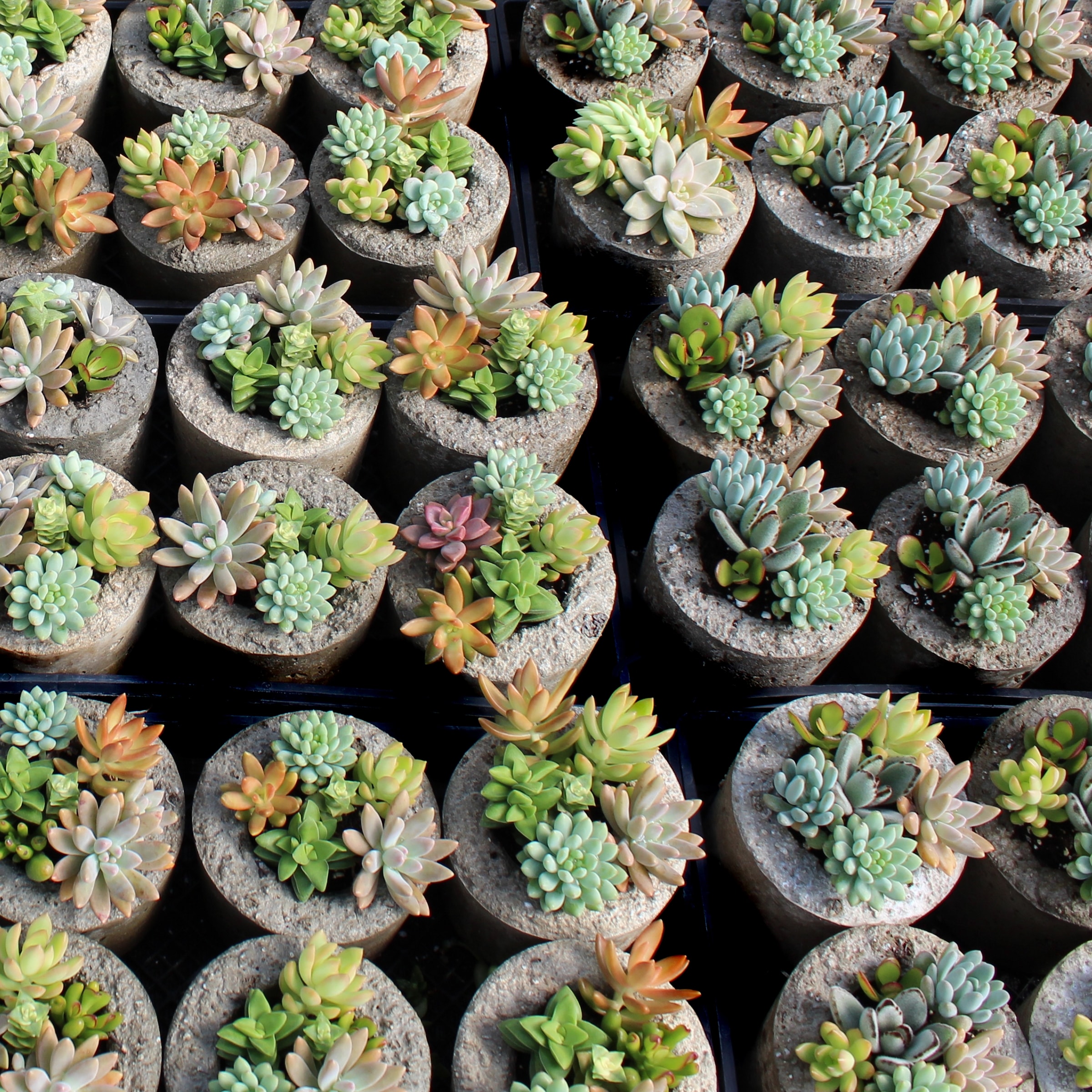National Plant Network LW1634 Cacti-Succulents - View #4