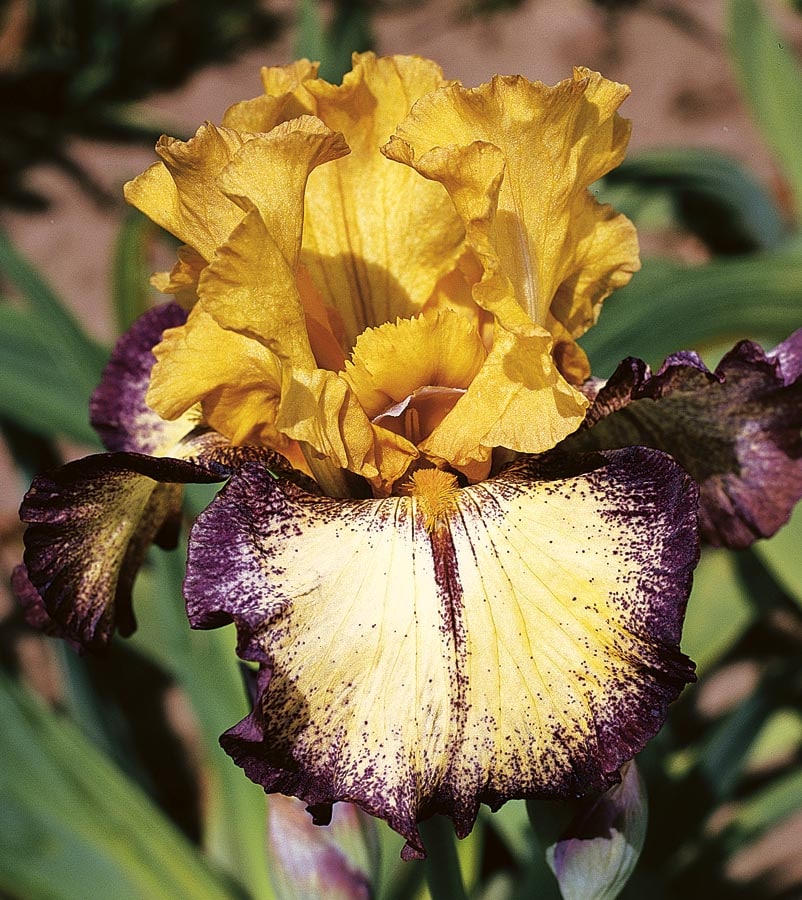 aggressively-forward-bearded-iris-plants-bulbs-seeds-at-lowes