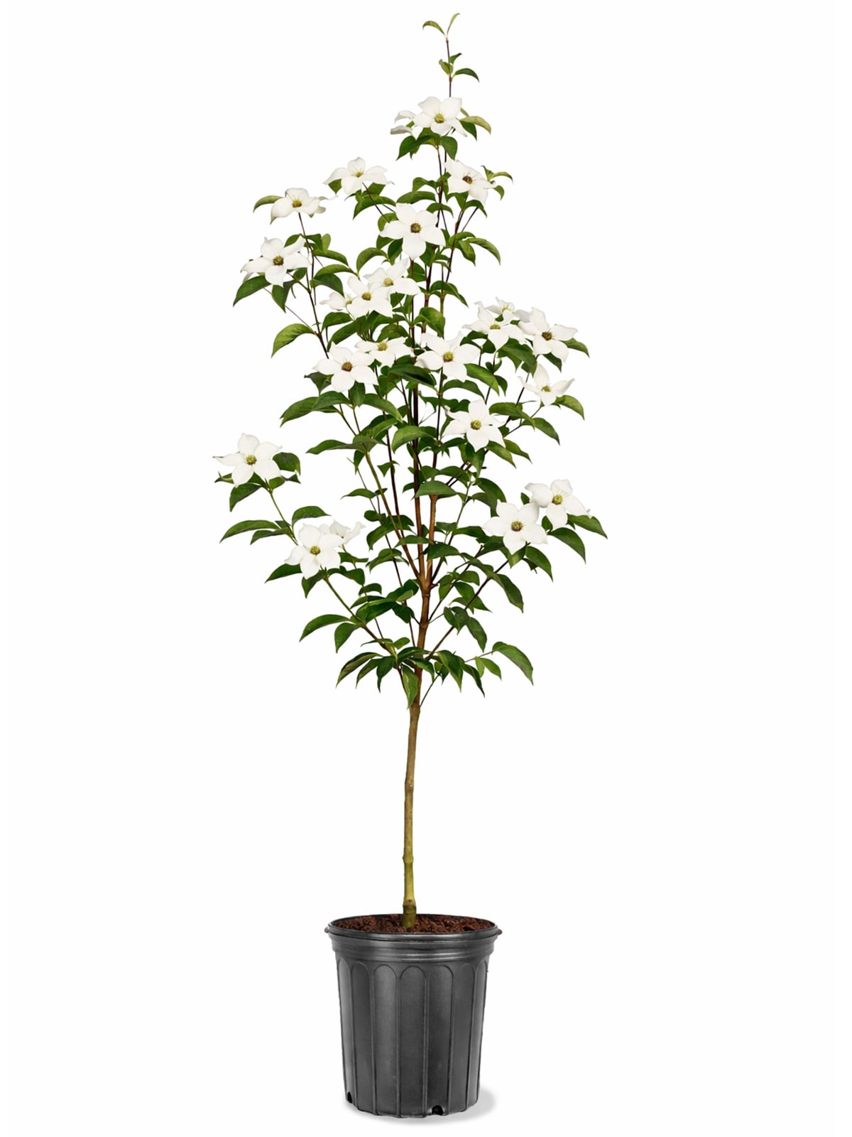 Southern Planters 5 -Gallon Flowering Kousa Dogwood In pot (with soil)