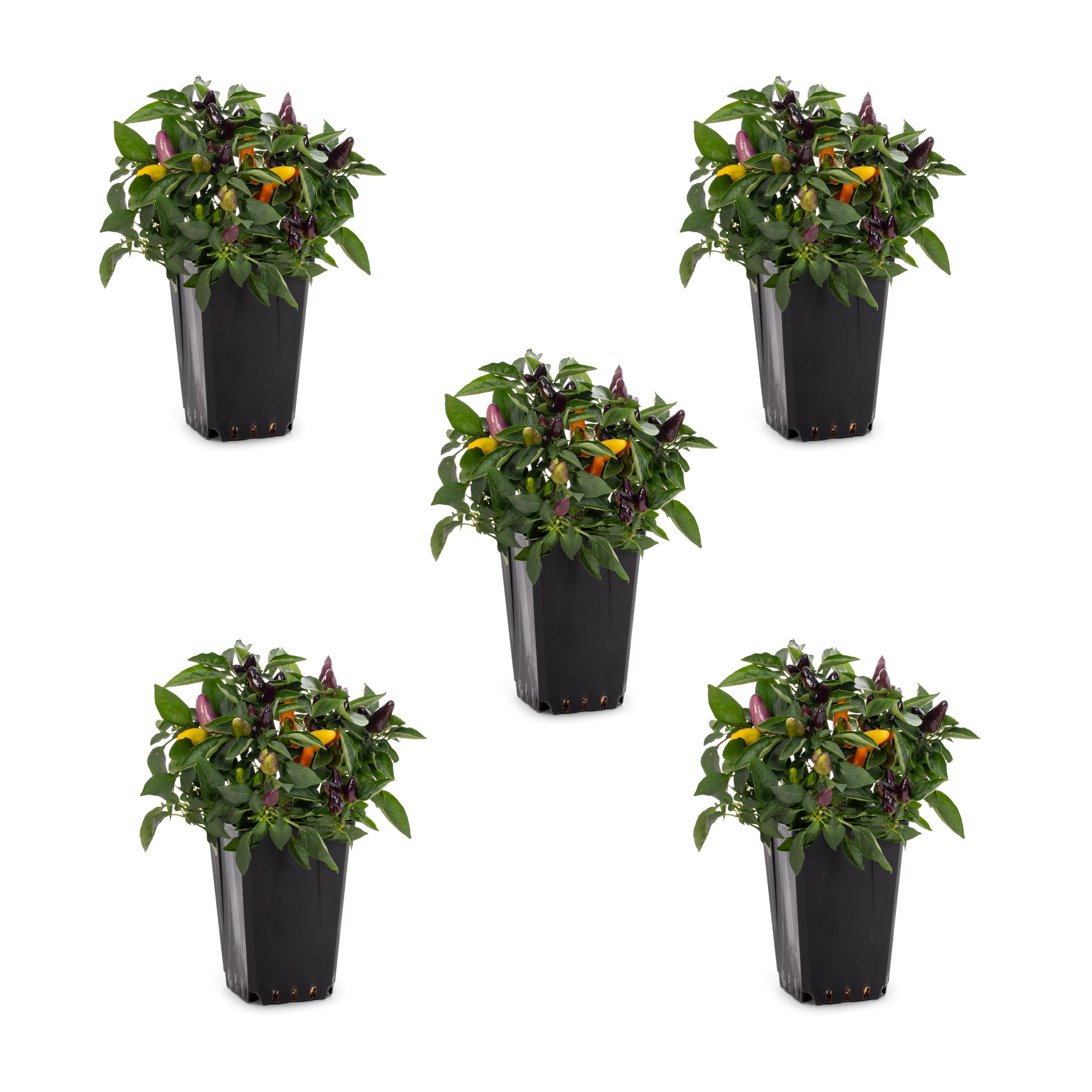 Metrolina Greenhouses 5186 Ornamental Pepper in 1.5-Pint Pot 5-Pack