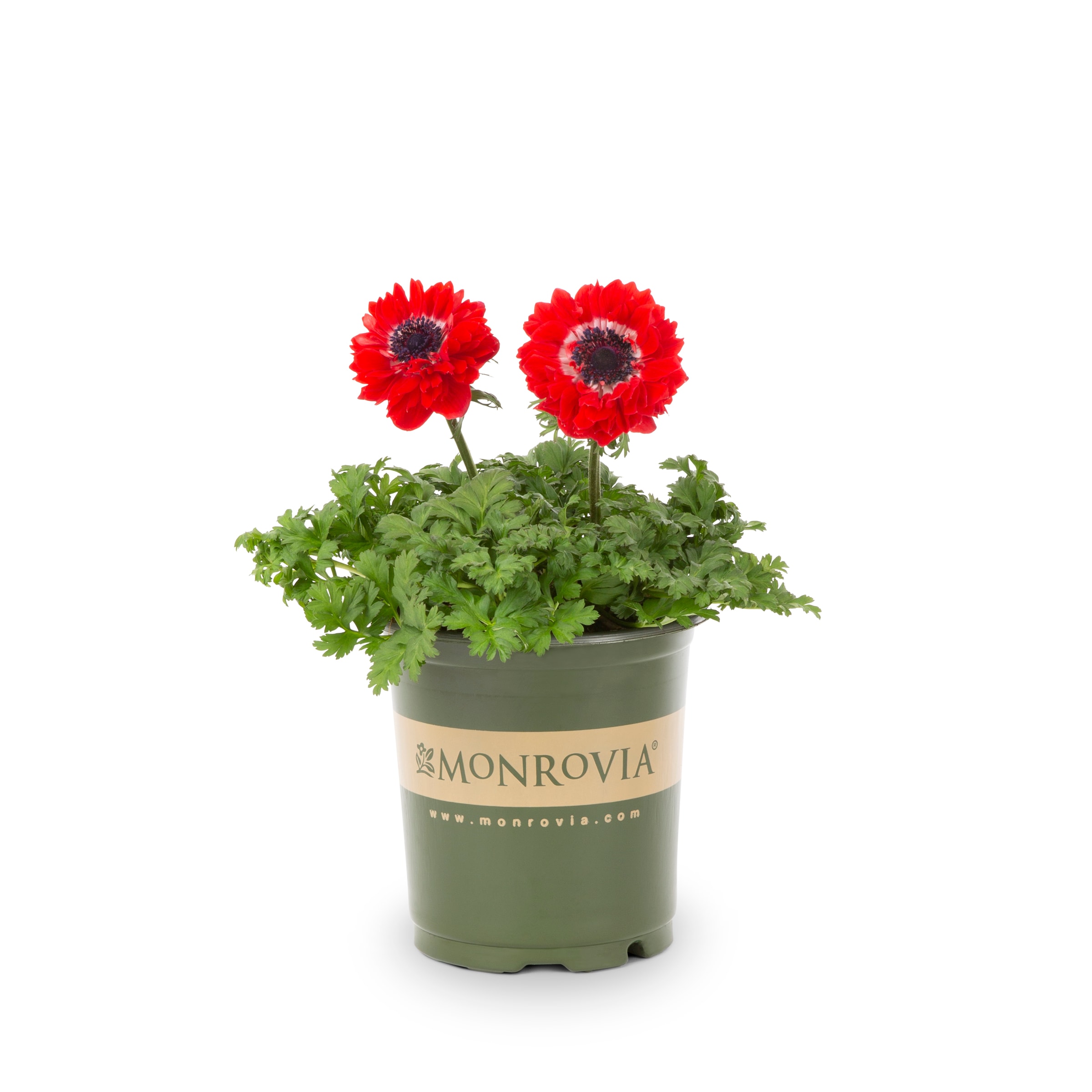 Monrovia Monrovia Anemone Harmony Scarlet Anemone Plant in 2.5 Pot at ...