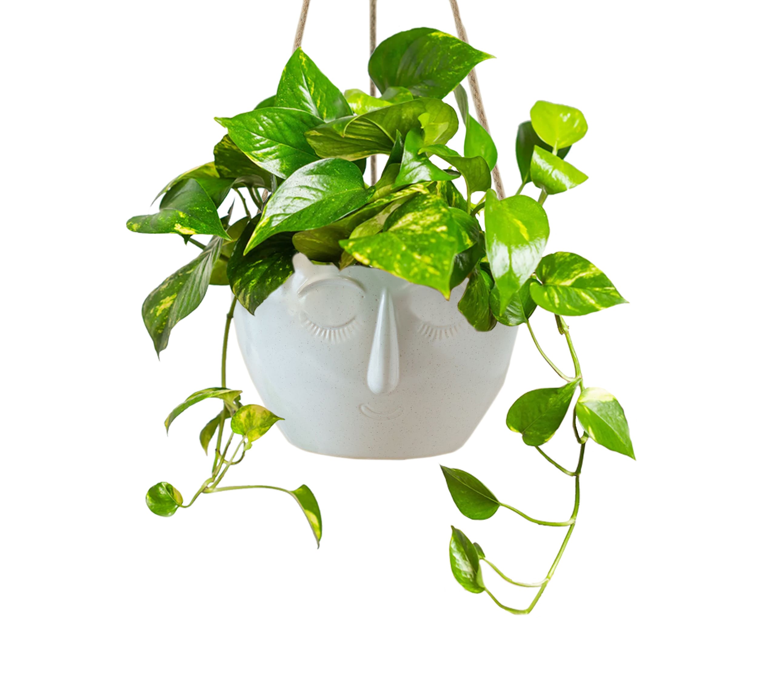 LiveTrends Lune Live Golden Pothos Plant House in 6-in Hanging Basket in House Plants department at Lowes.com