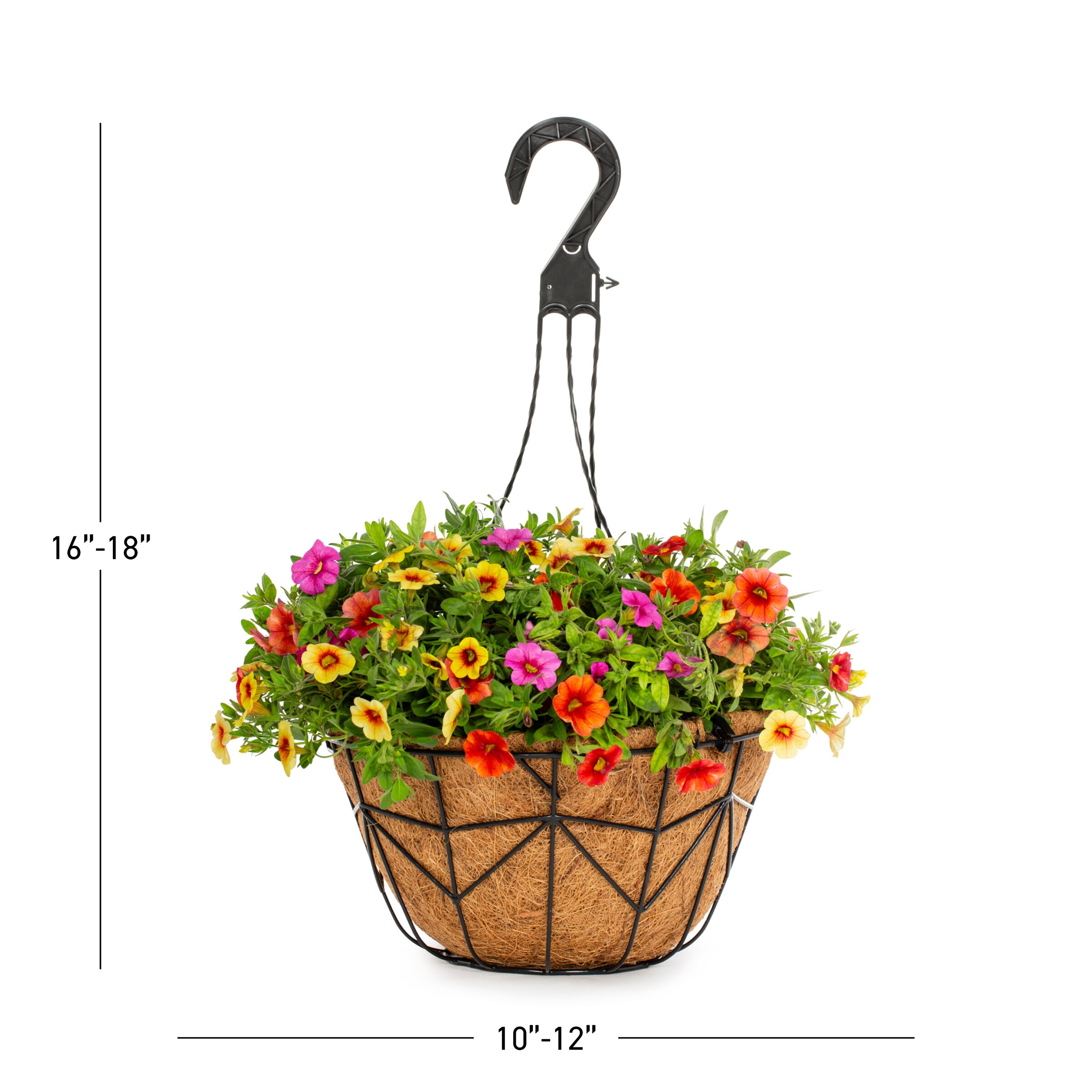 Lowe's NURSERY annuals - View #2