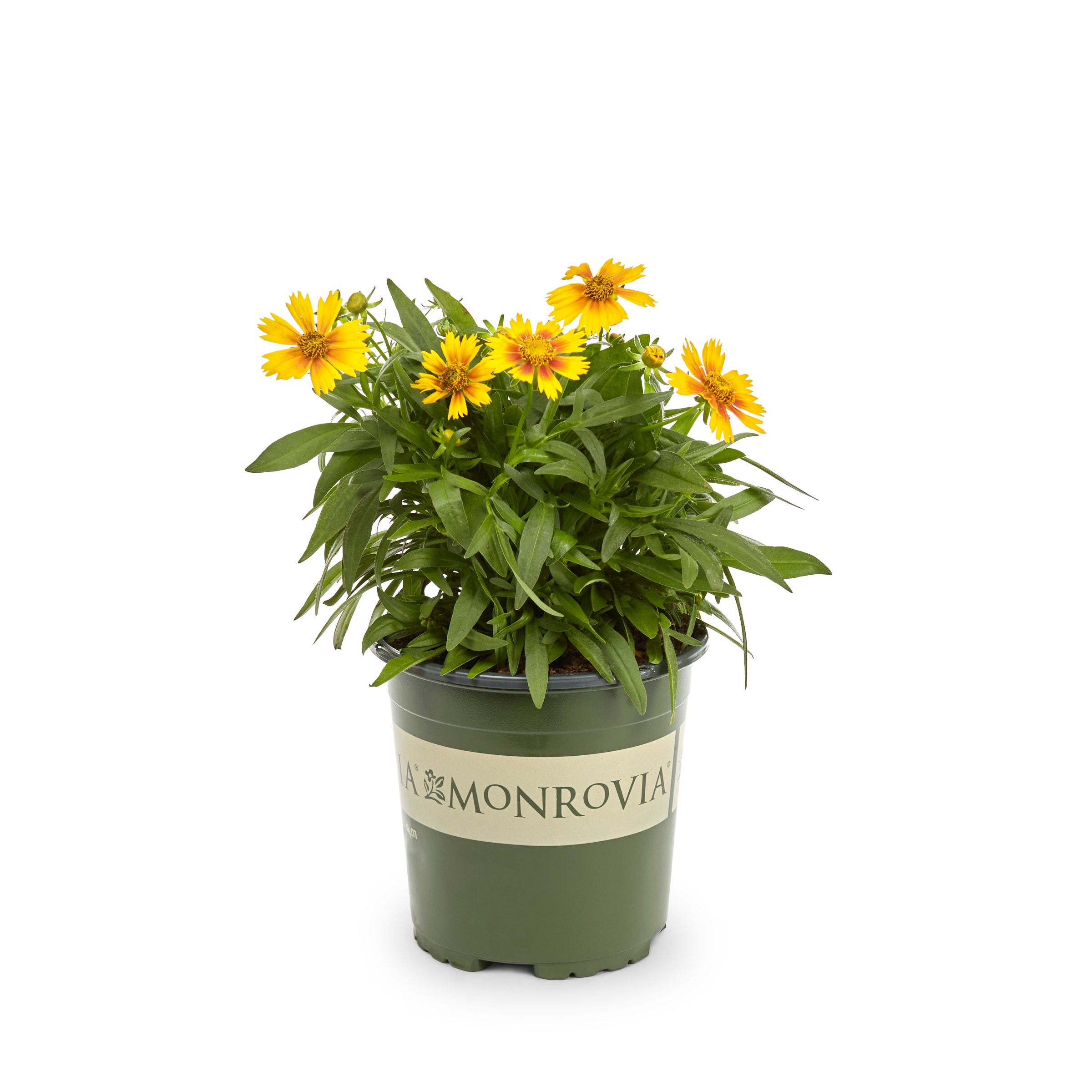 Monrovia NURSERY Multicolor Gold and Bronze Coreopsis Plant in 2 -Quart Pot 1 -Pack