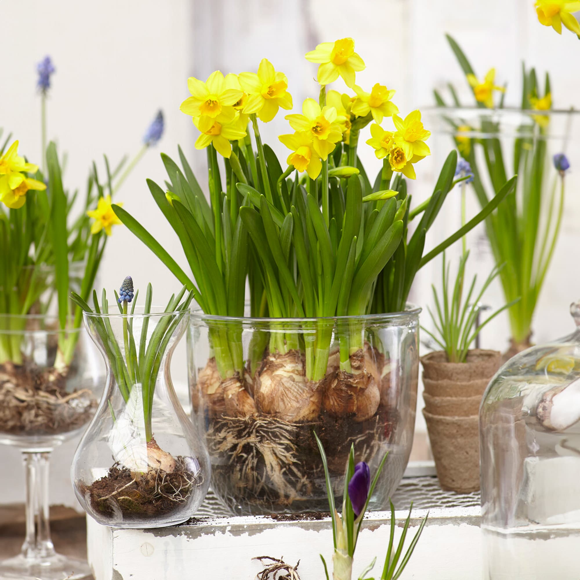 Garden State Bulb ECF-100-50-02 Plant-Bulbs - View #6