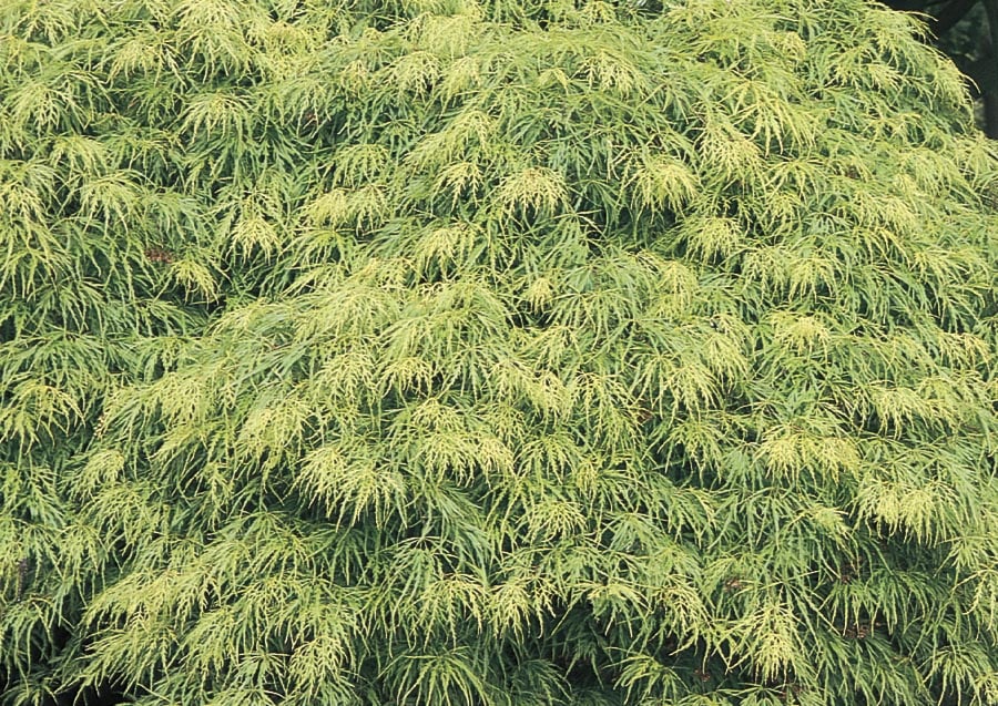 Lowe's NURSERY 6 -Gallon Red Feature Laceleaf Japanese Maple In pot (with soil)