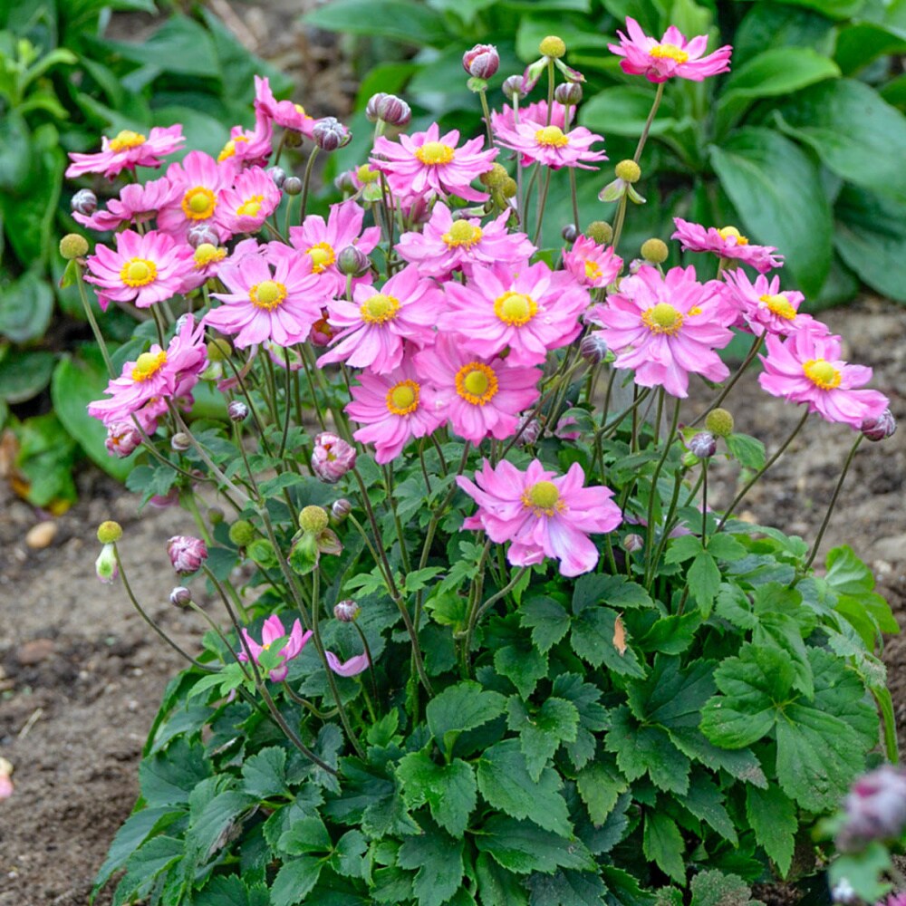 Spring Hill Nurseries 86110 perennials - View #2