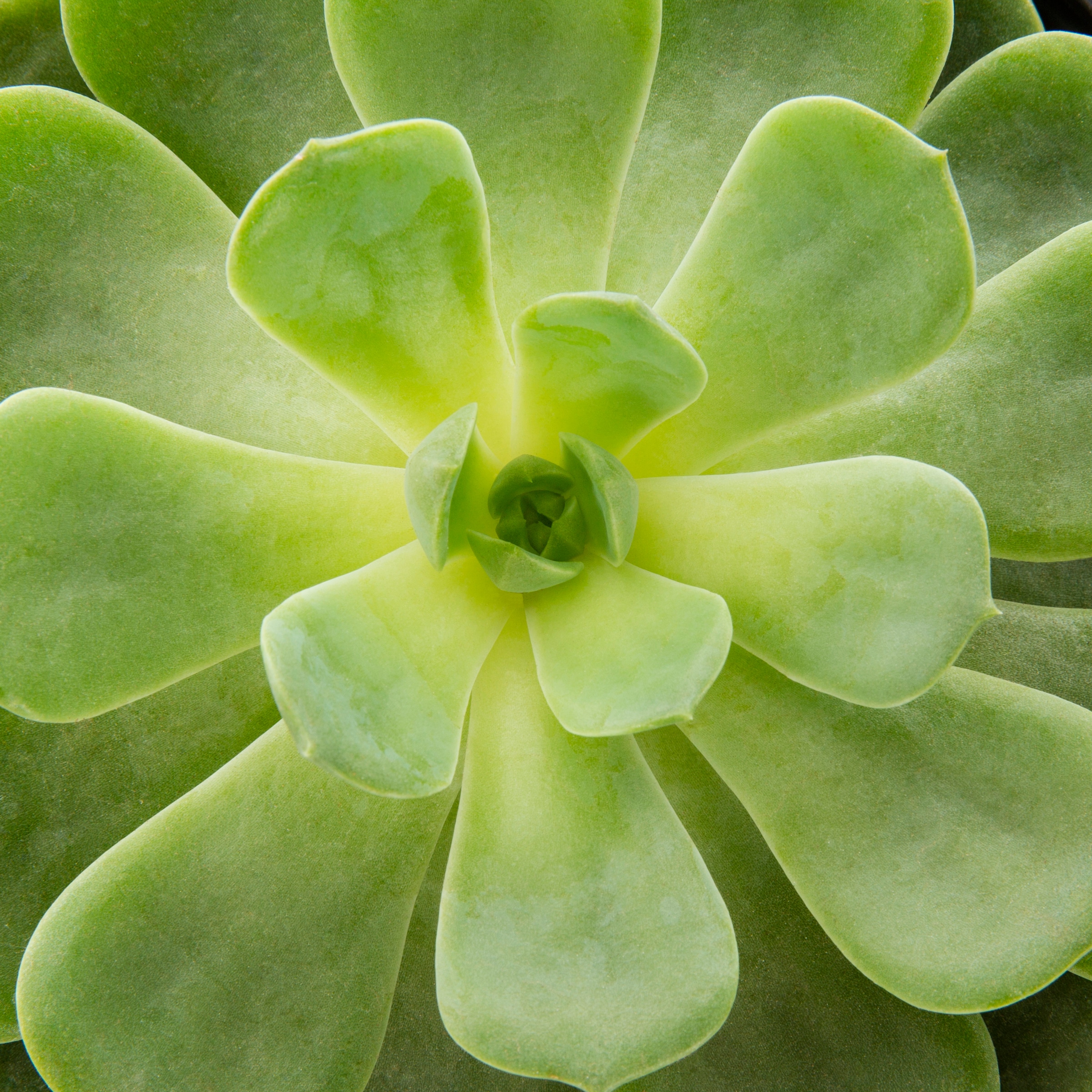 Lowe's 937396 Cacti-Succulents - View #10