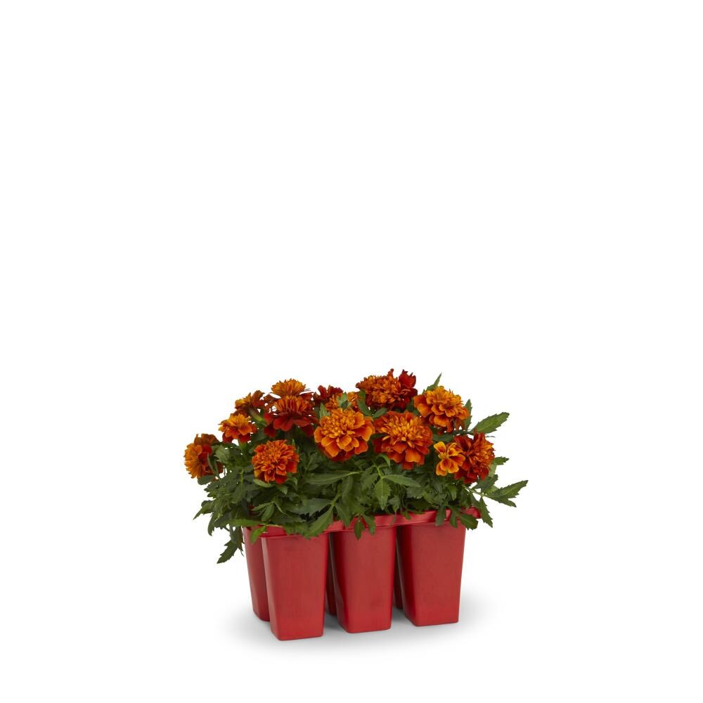 Lowe's 716267 Marigold in 6-Pack