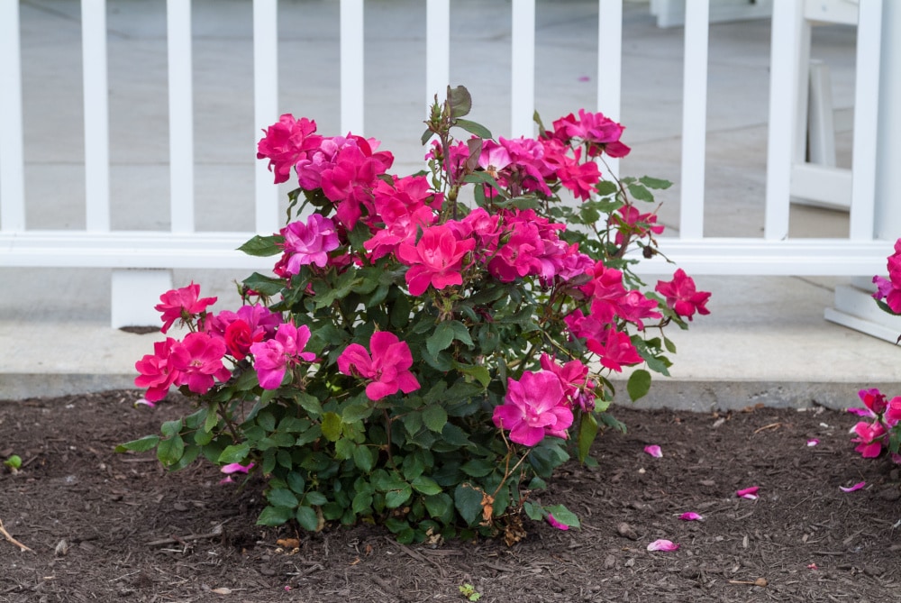 Spring Hill Nurseries 63241 roses - View #3