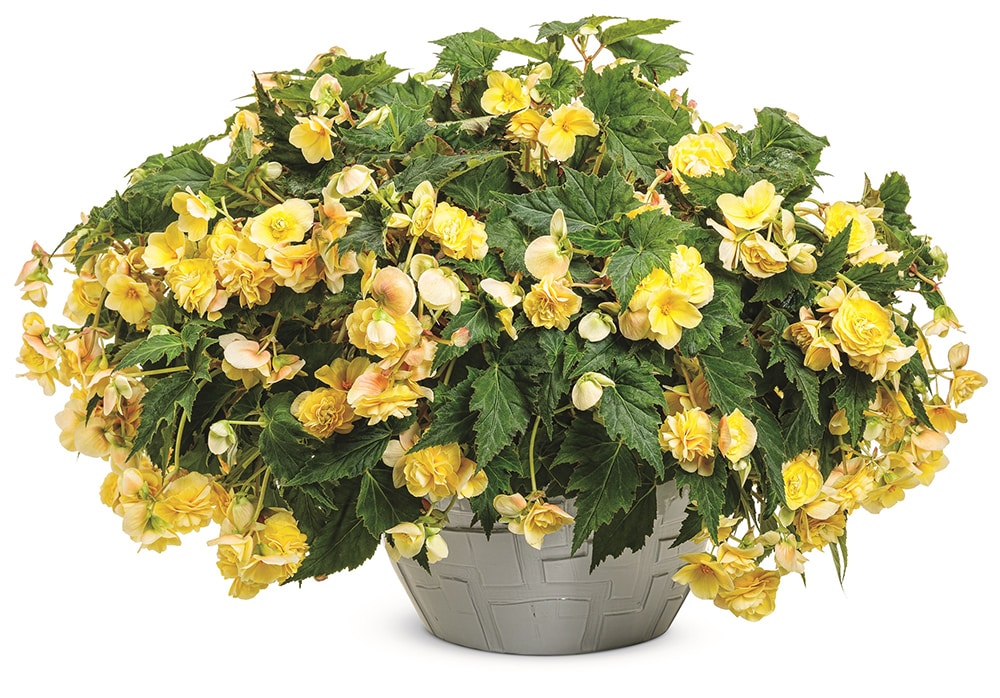 Proven Winners BETPRW2317504 annuals - View #6