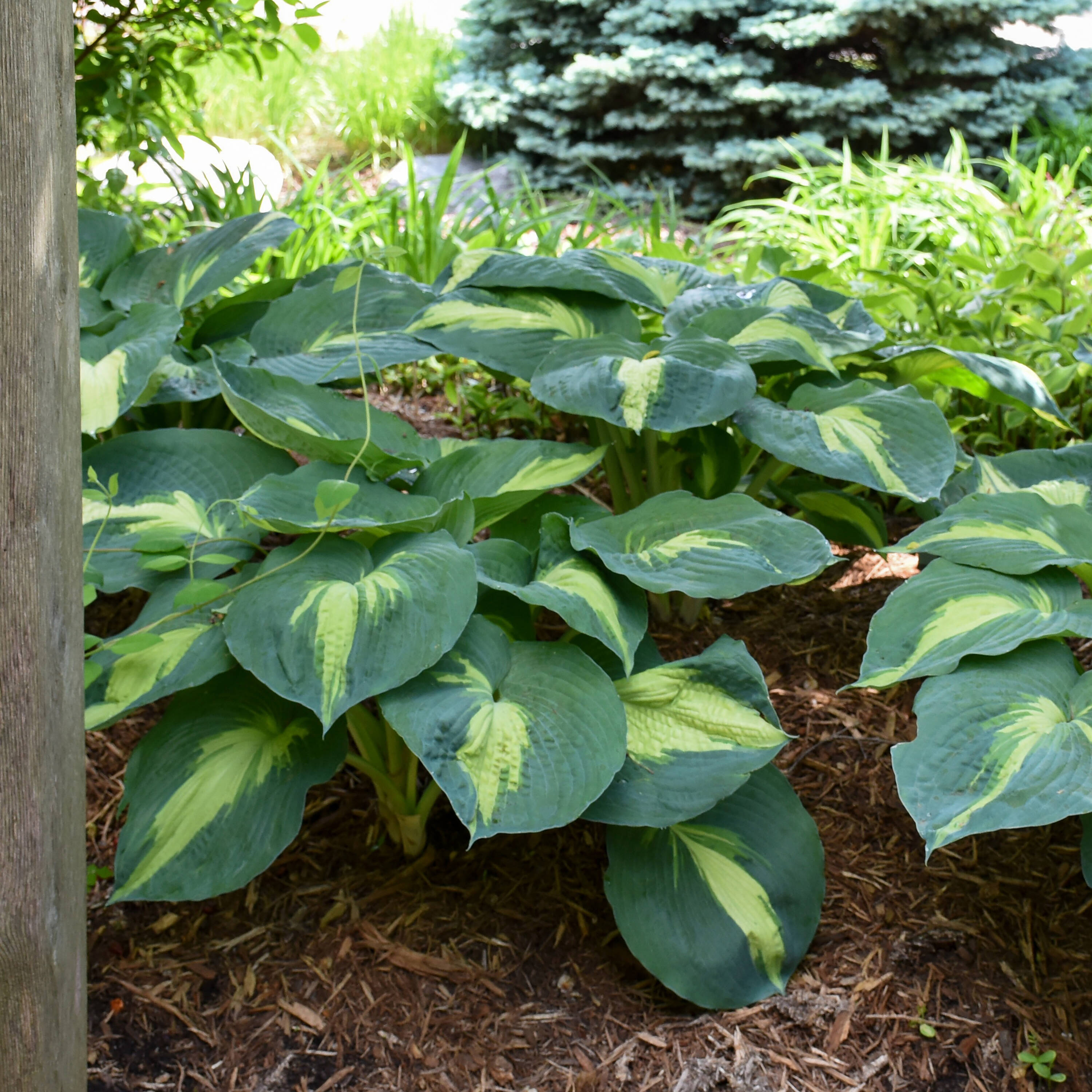 Proven Winners HOSPWP2046102 perennials - View #2
