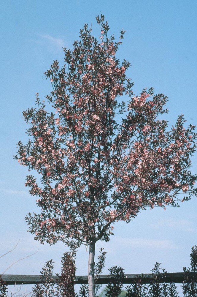 Lowe's 8.9-Gallons Pink Flowering Velvet Pillar Crabapple In Pot (With ...