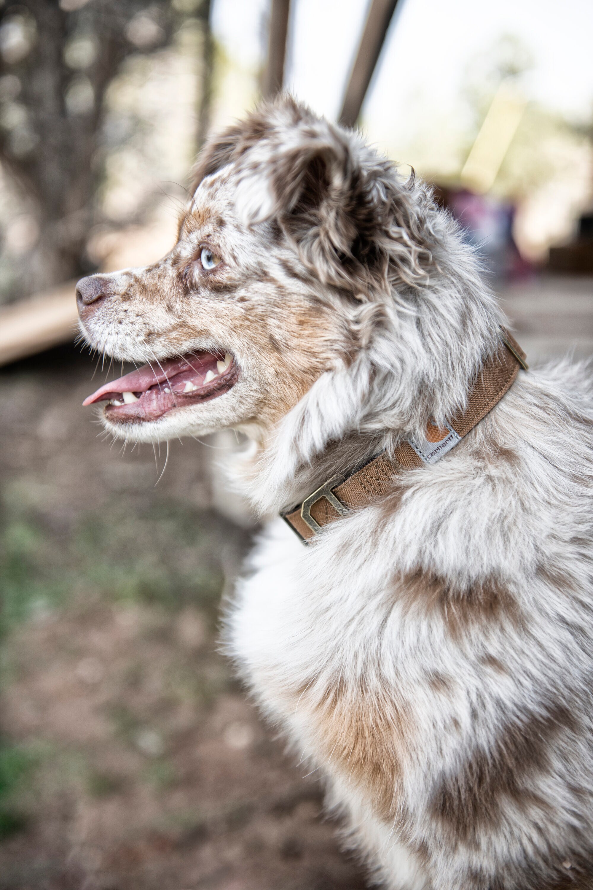 Carhartt P000034432303 Dog-Collars-Harnesses - View #4