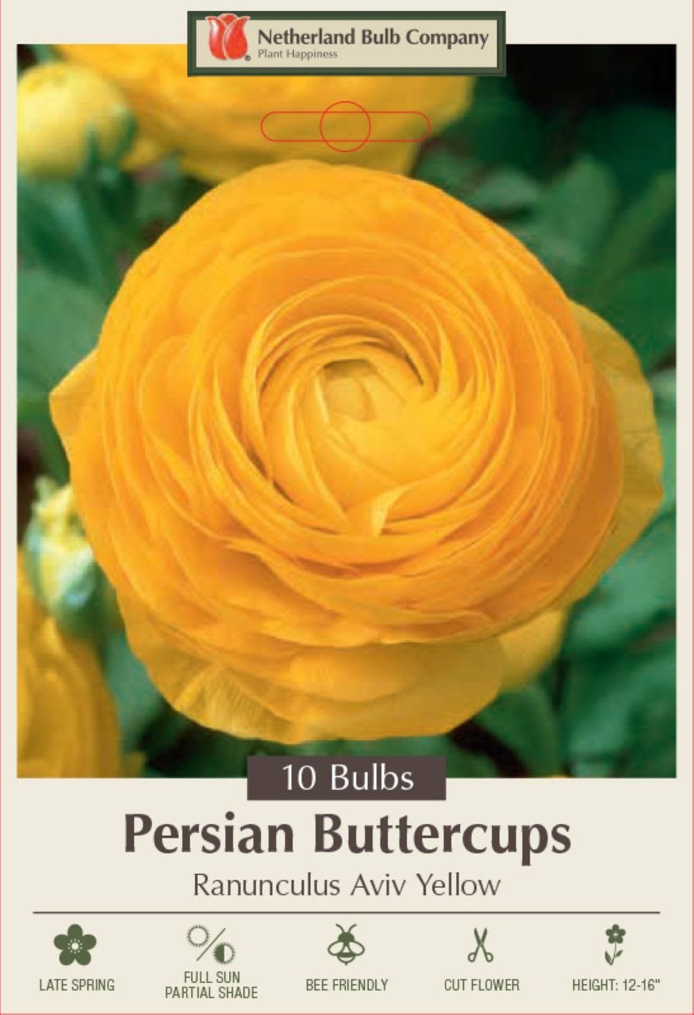 Hirt's Gardens Yellow Persian Buttercup 10 Bulbs 6/7cm - Ranunculus - Hardy