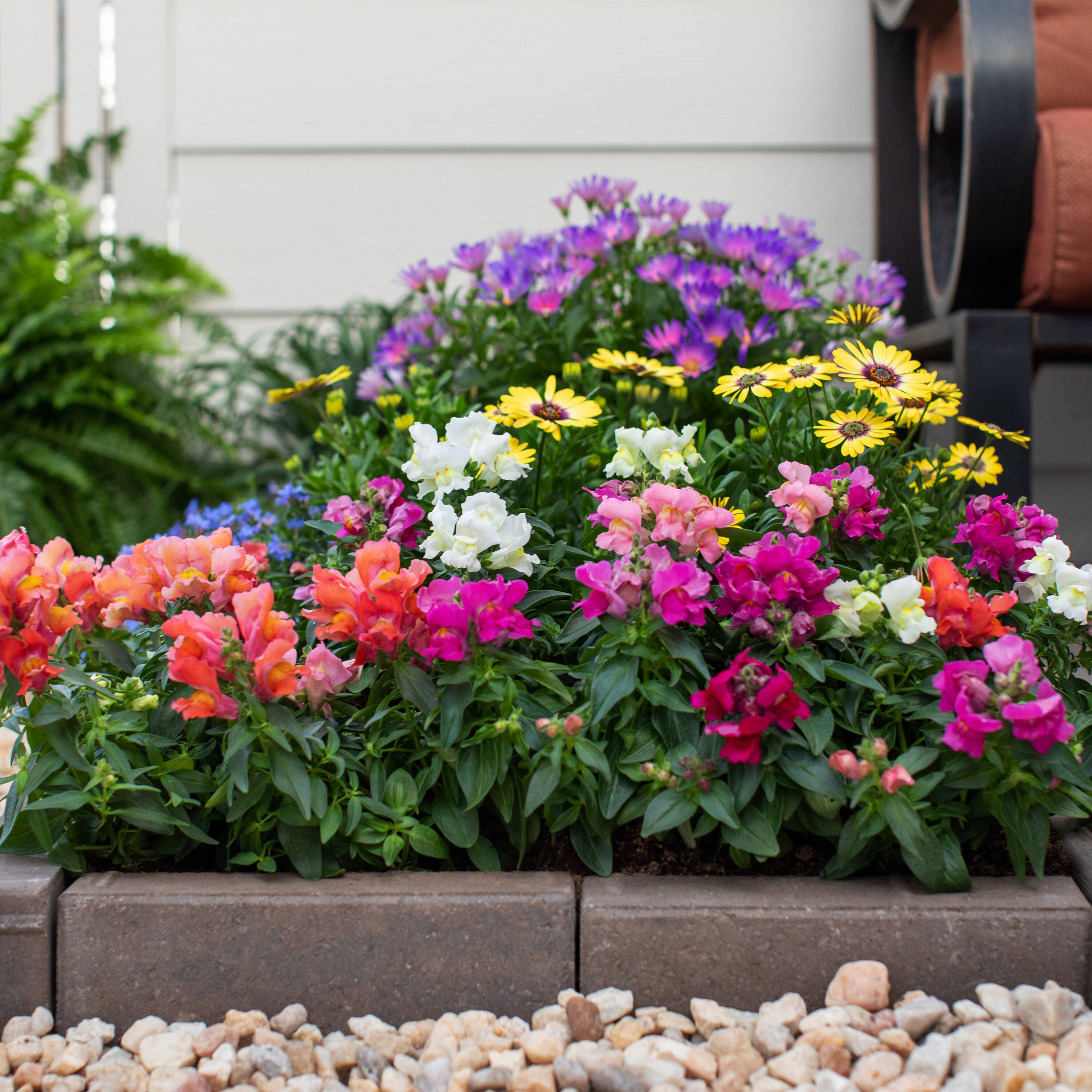 Lowe's 72661 annuals - View #3