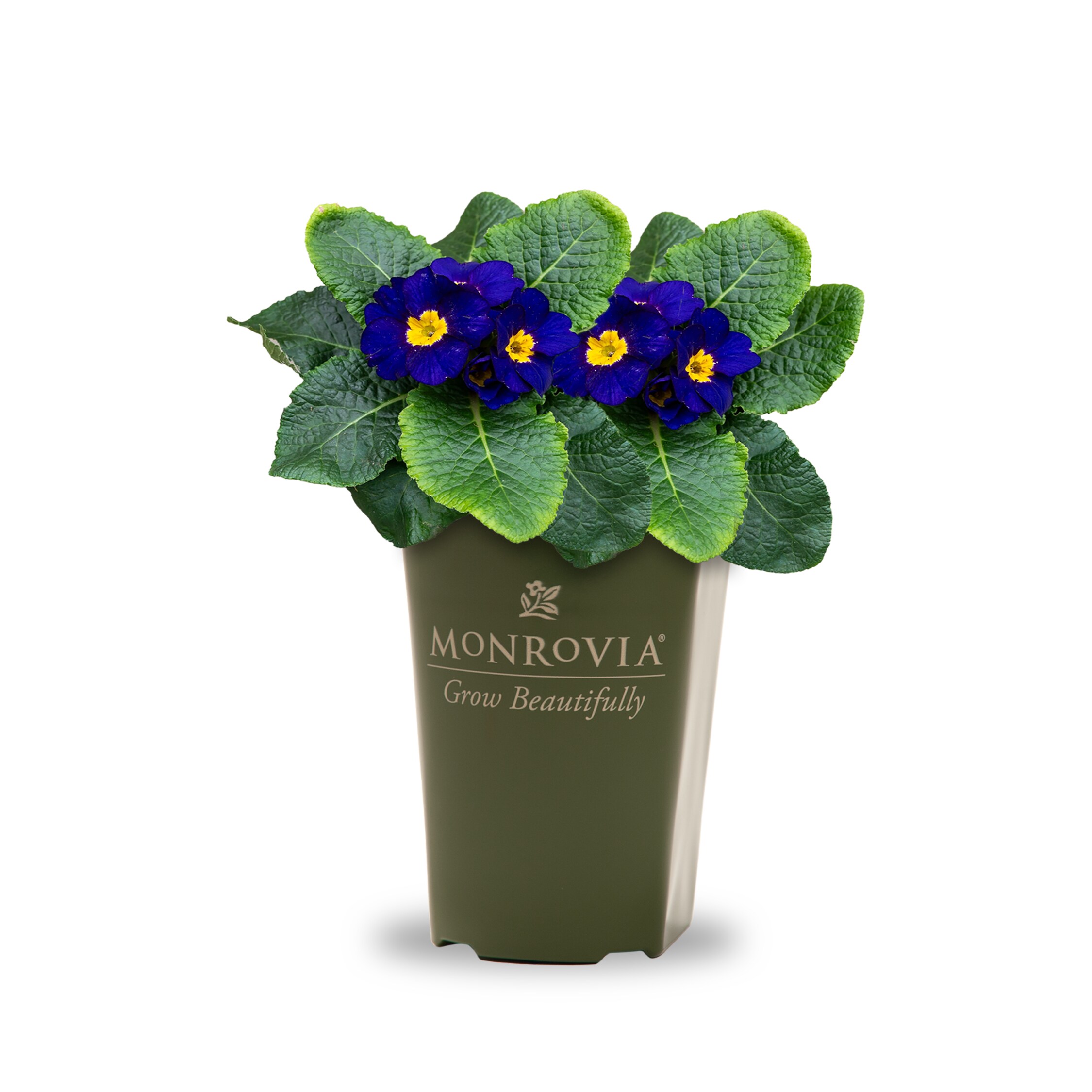 Lowe's NURSERY Multicolor Flower Plant in 2 -Quart Pot 1.0 -Pack