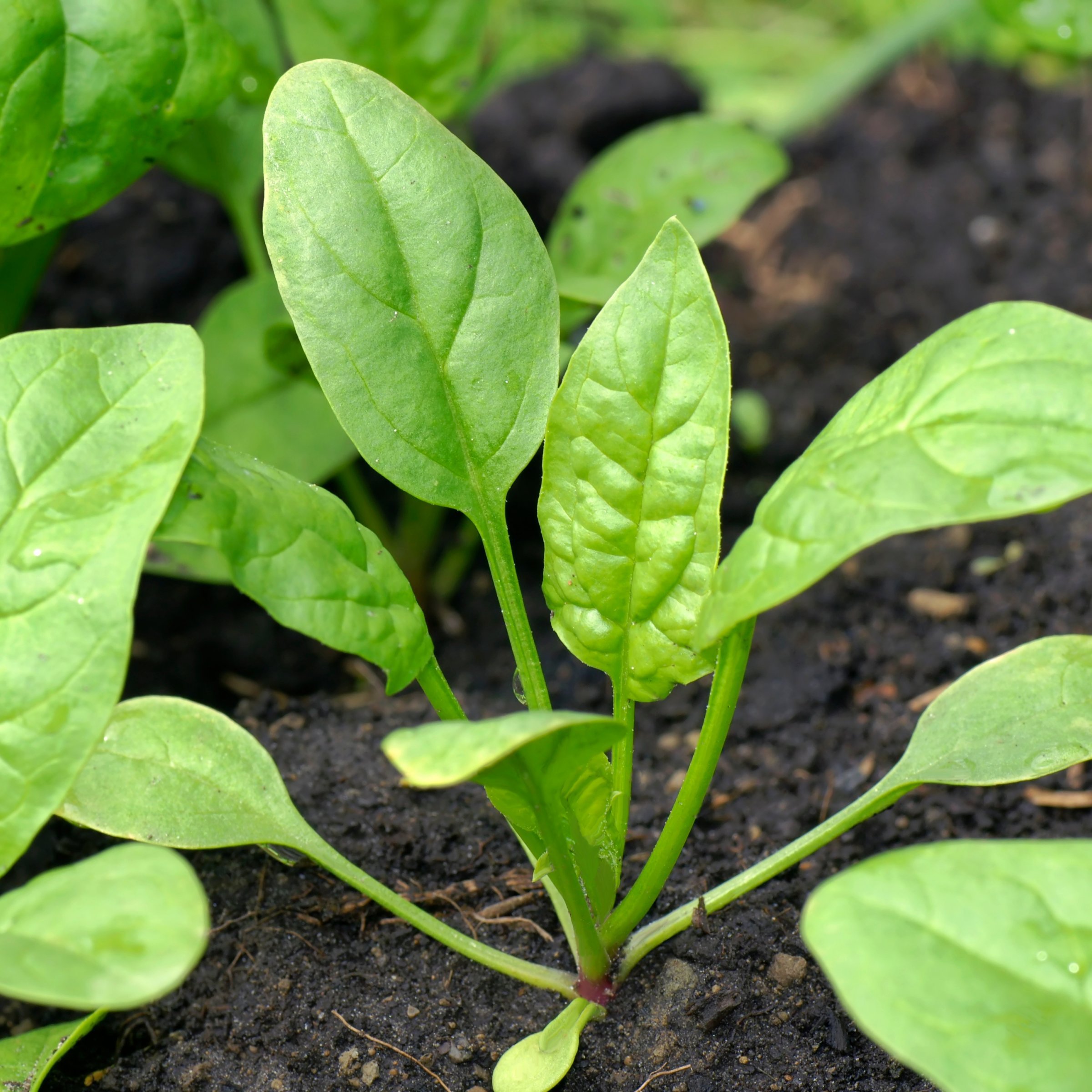 National Plant Network LW2246 Vegetable-Plants - View #2