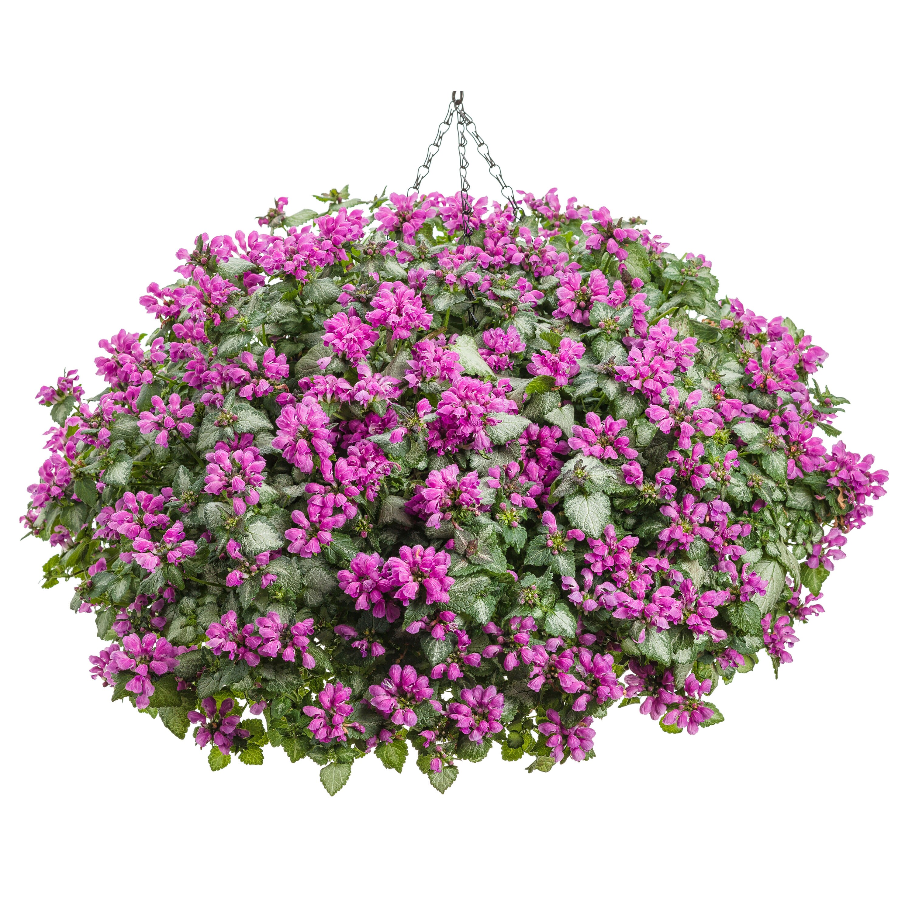Proven Winners LMIPRS2017800 perennials - View #5