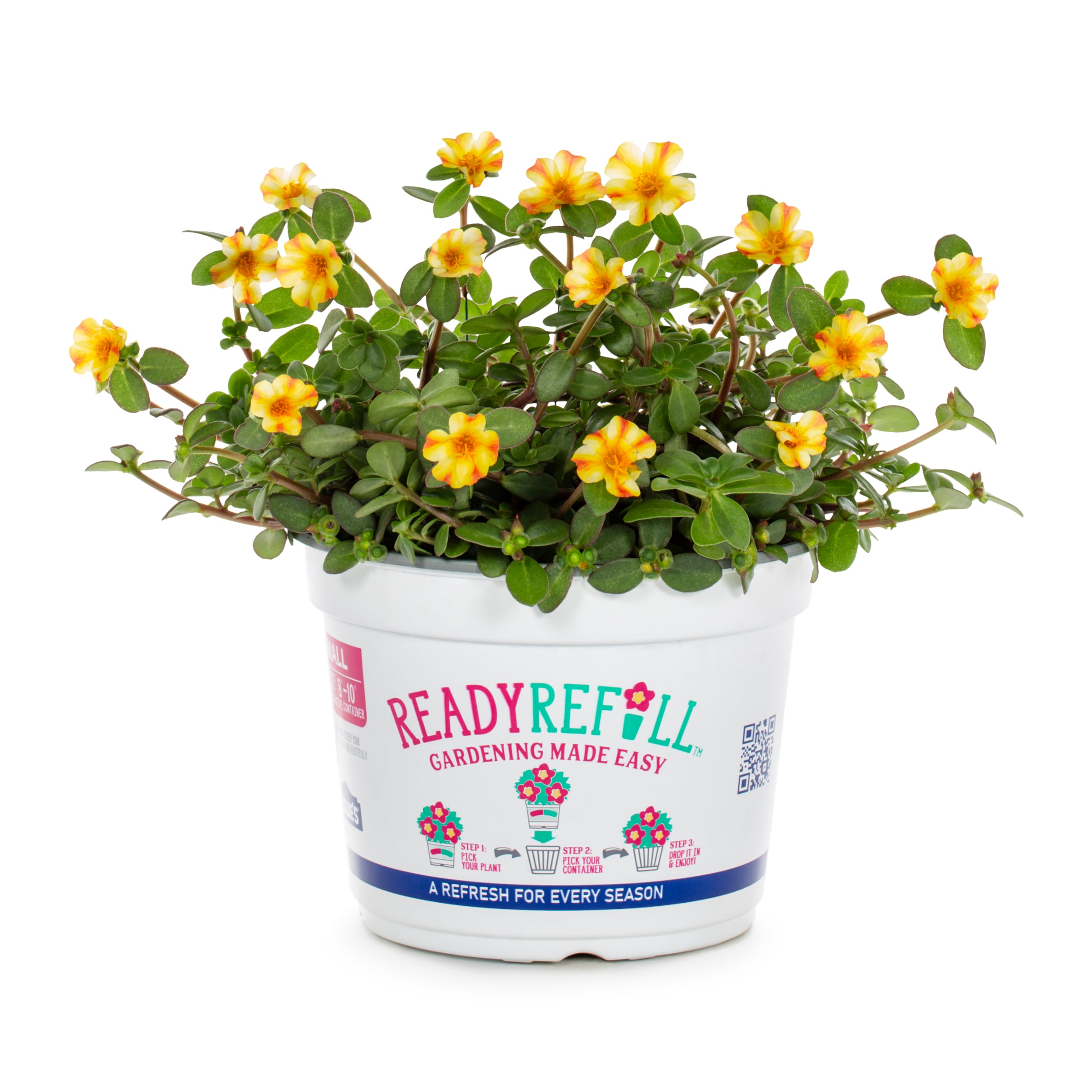 Ready Refill NURSERY Multicolor Portulaca Mix in 3 Quart(s) Pot 1 -Pack