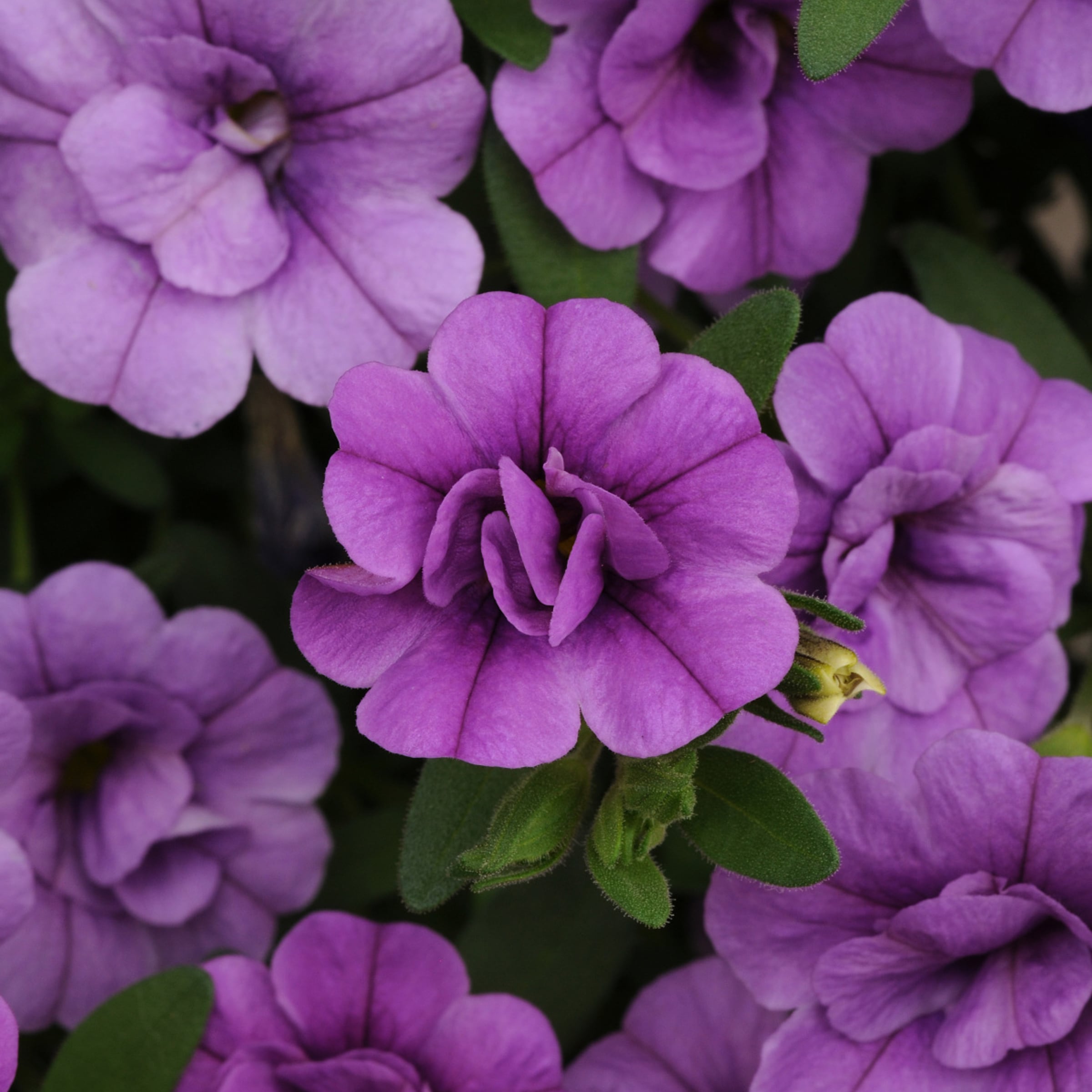 Lowe's NURSERY annuals - View #2