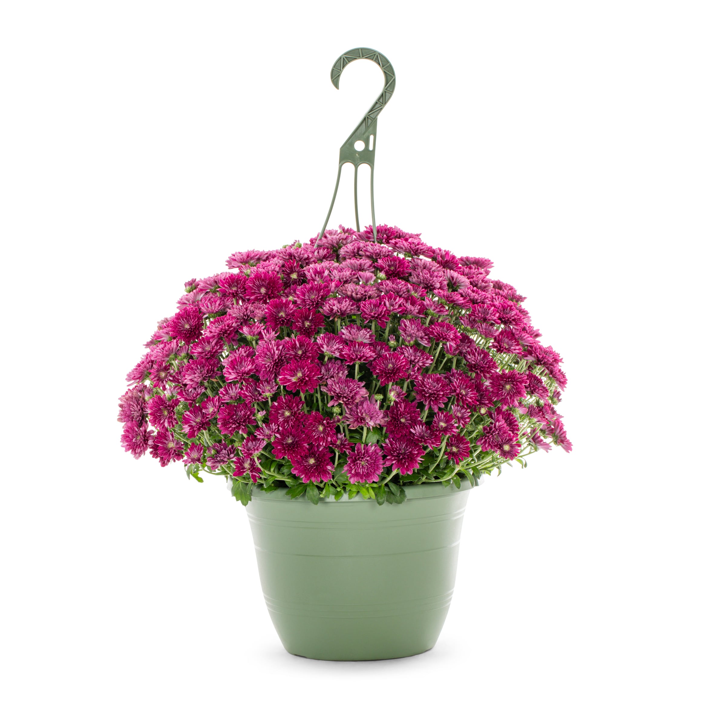 Lowe's NURSERY Purple Mum in 1.5-Gallon Hanging Basket