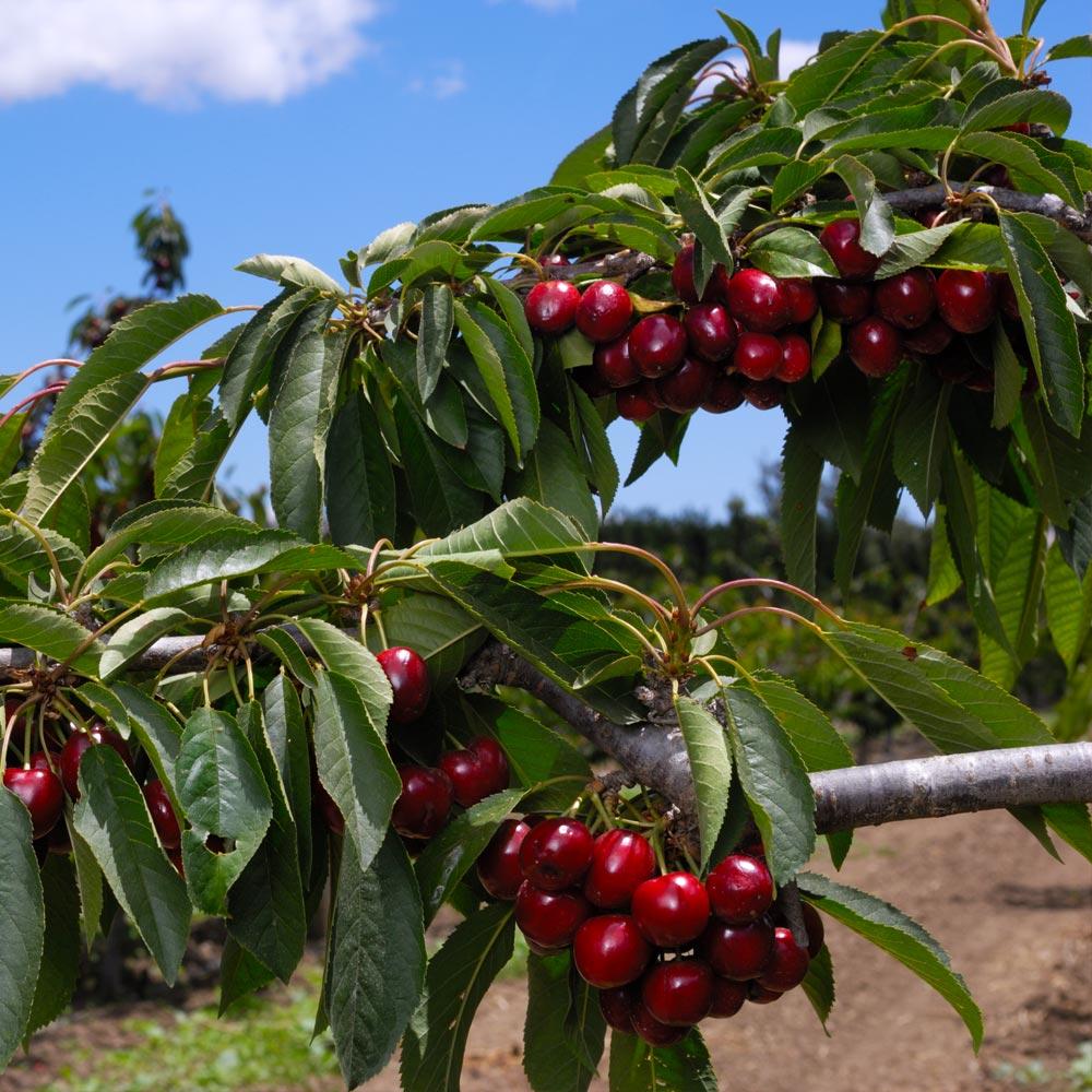 Brighter Blooms 14815 Fruit-Plants - View #2