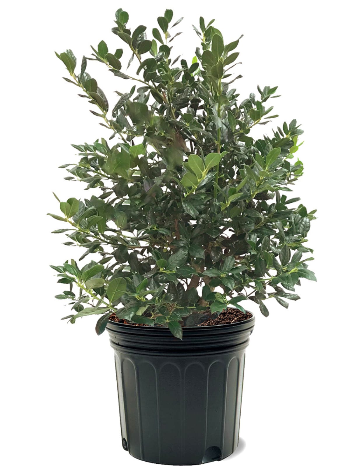 Southern Planters HOLNEL07G 7 -Gallon White Screening Nellie R. Stevens Holly In pot (with soil)