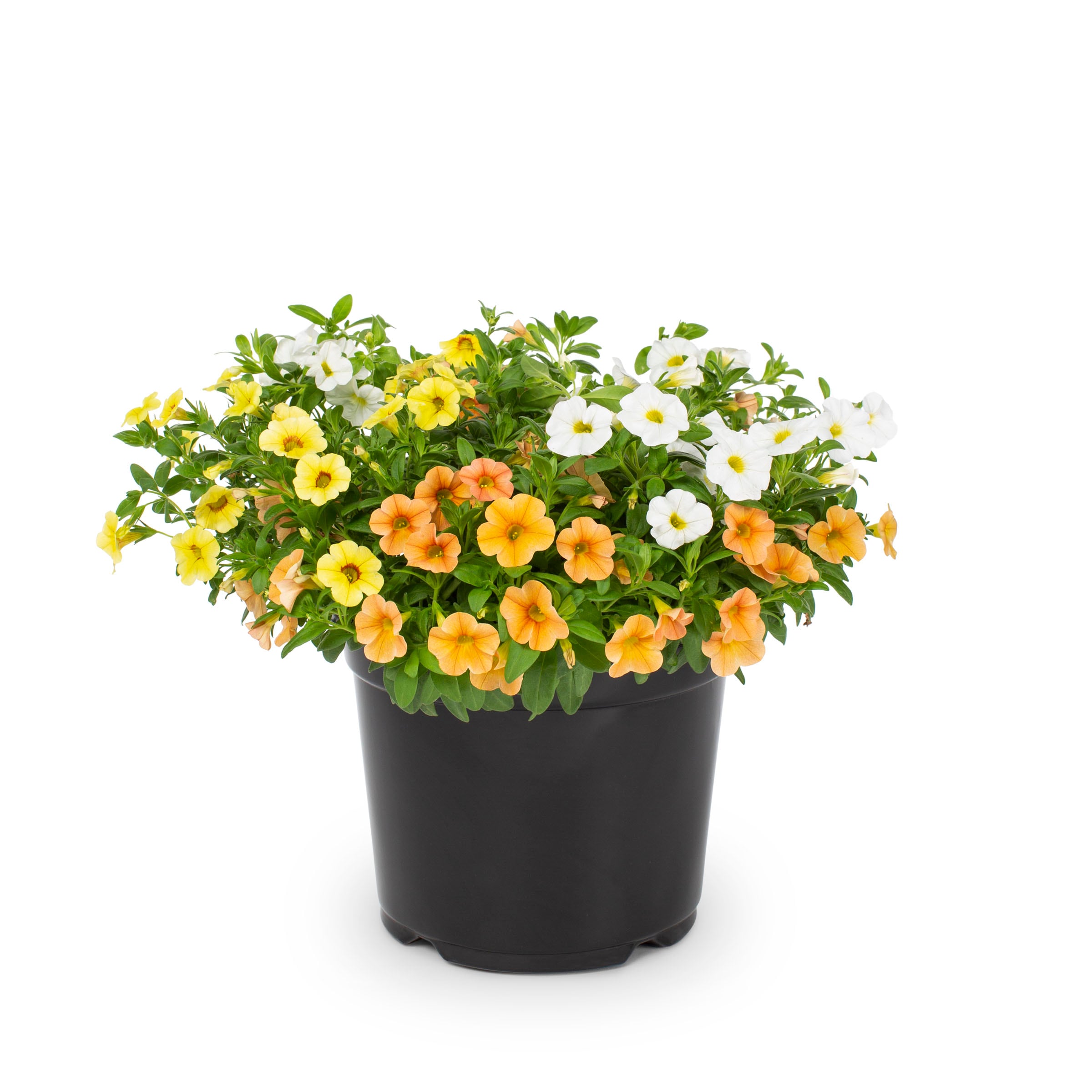 Ready Refill NURSERY Multicolor Mixed Annuals Combinations in 3-Quart Pot