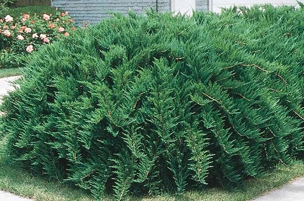 Lowe's NURSERY Tam Juniper Accent Shrub in 2.25-Gallon Pot