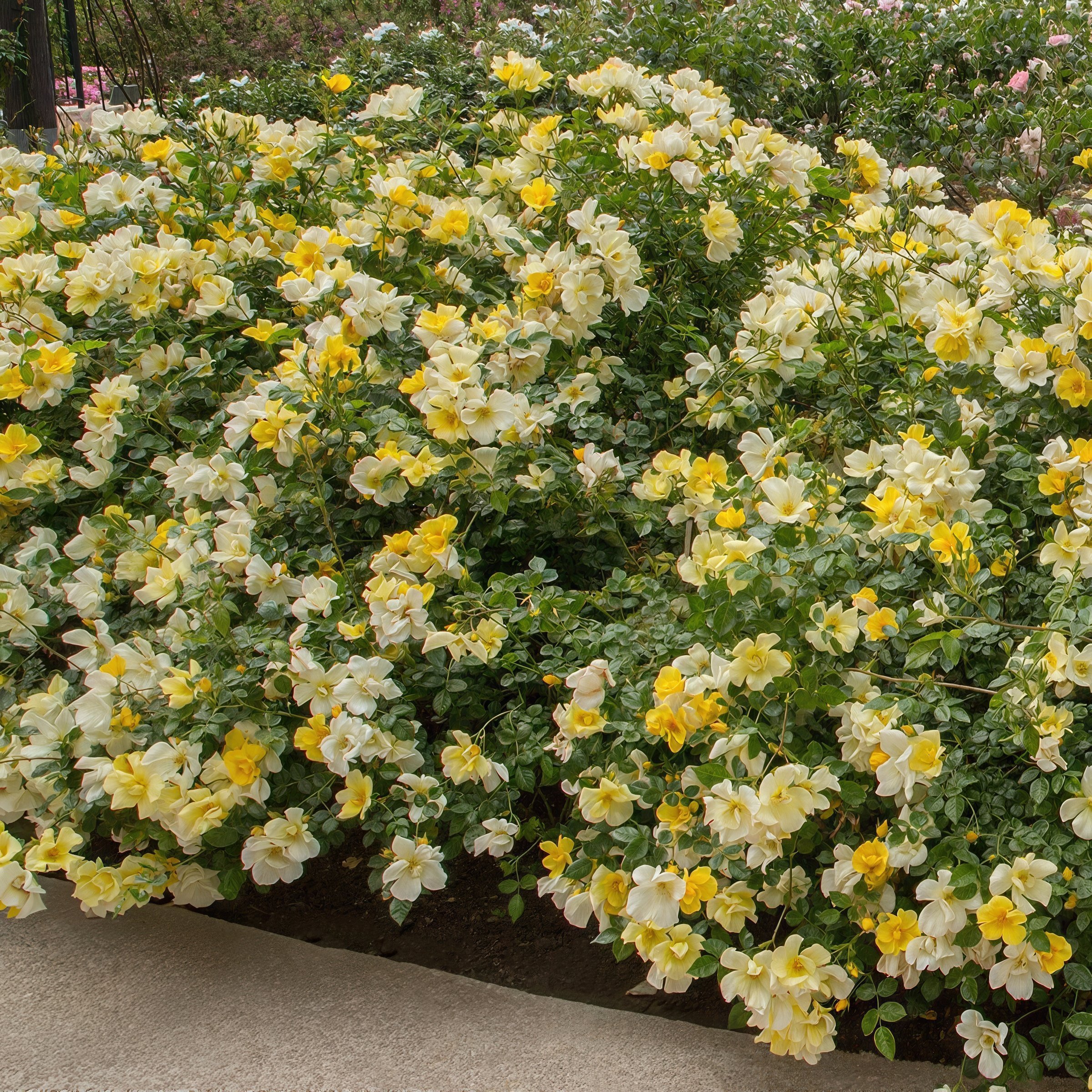 National Plant Network LW2572 roses - View #6